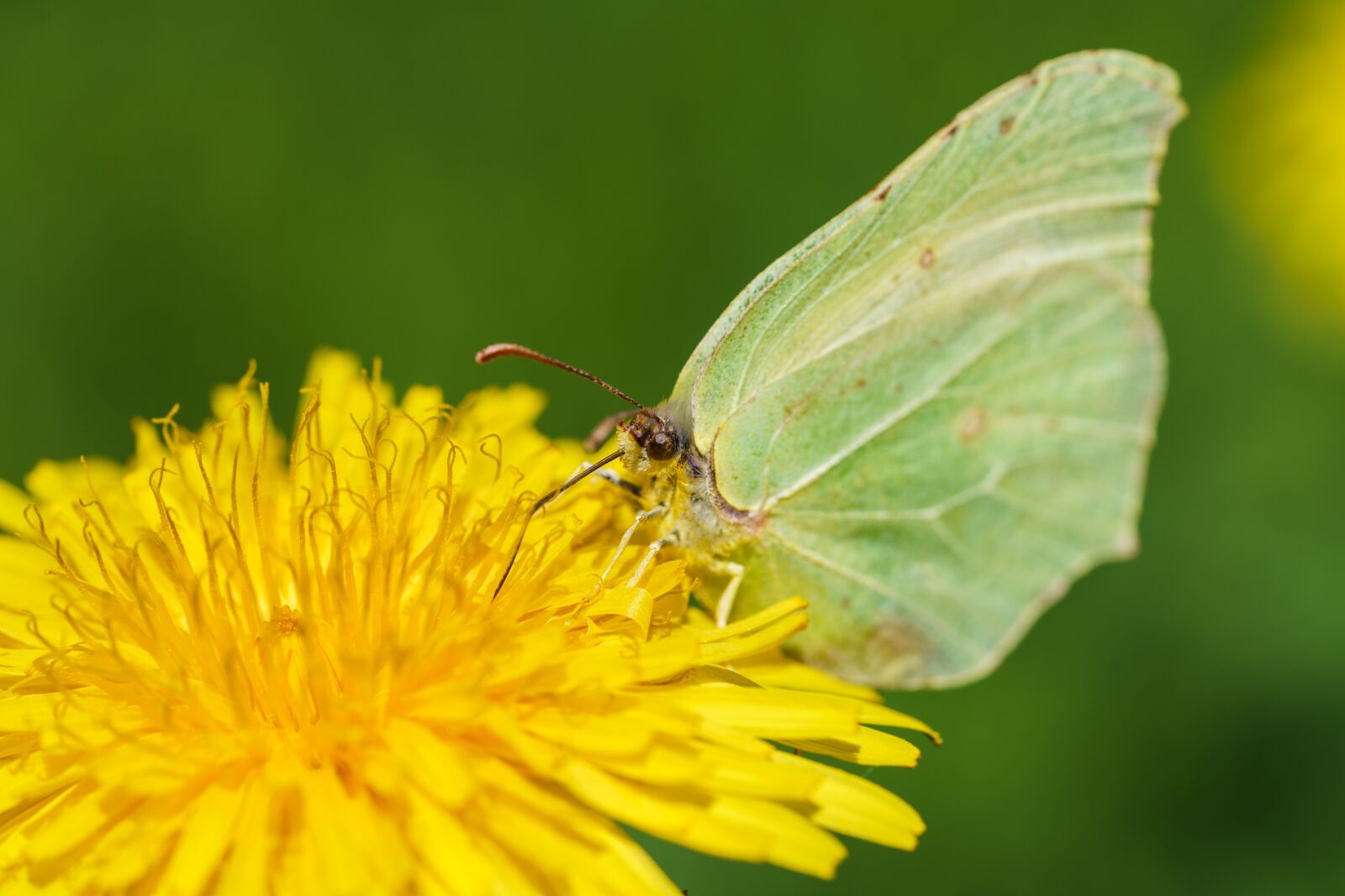 Sony a7R II + Sony FE 90mm F2.8 Macro G OSS sample photo. Butterfly, animal, macro photography