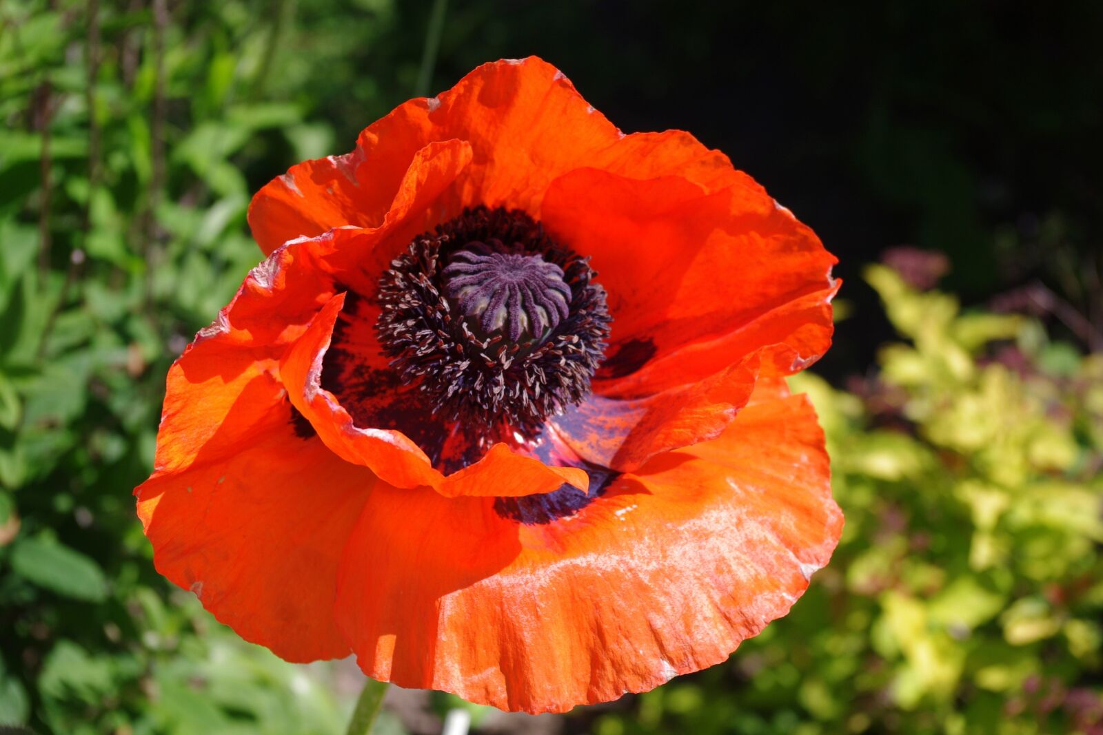 Pentax K-x sample photo. Poppy, red flower, colorful photography