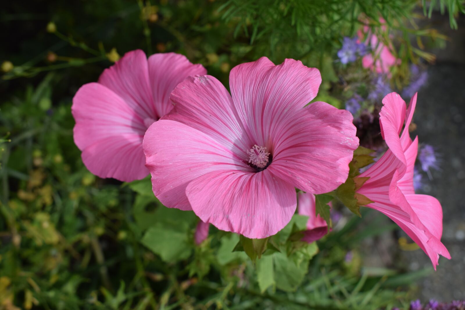 Nikon D3300 sample photo. Pink flowers, garden, flower photography