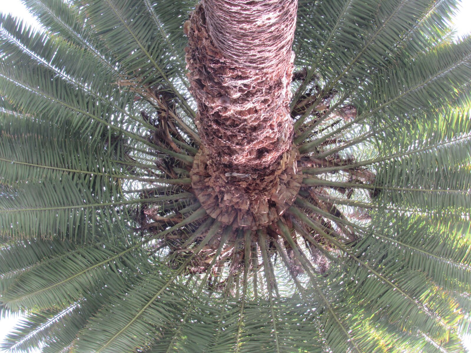 Canon PowerShot SX530 HS sample photo. Tree, australia, garden photography