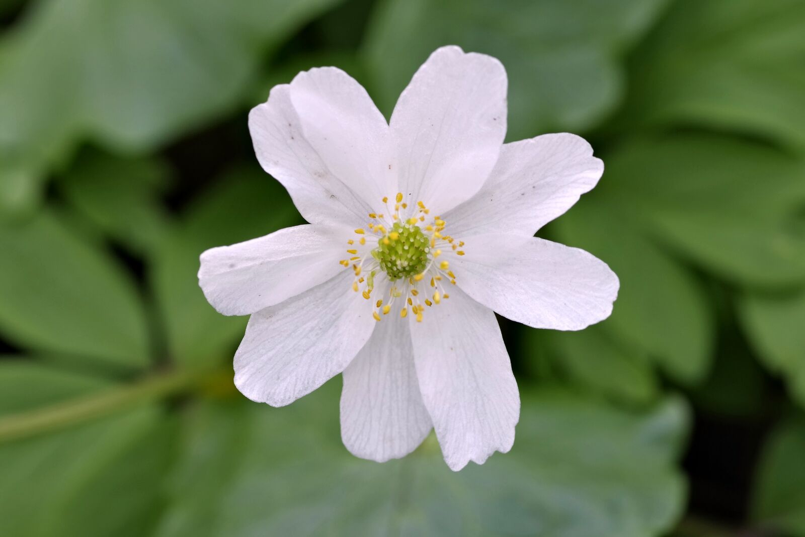 Pentax K-S2 sample photo. White flower, yellow stamens photography