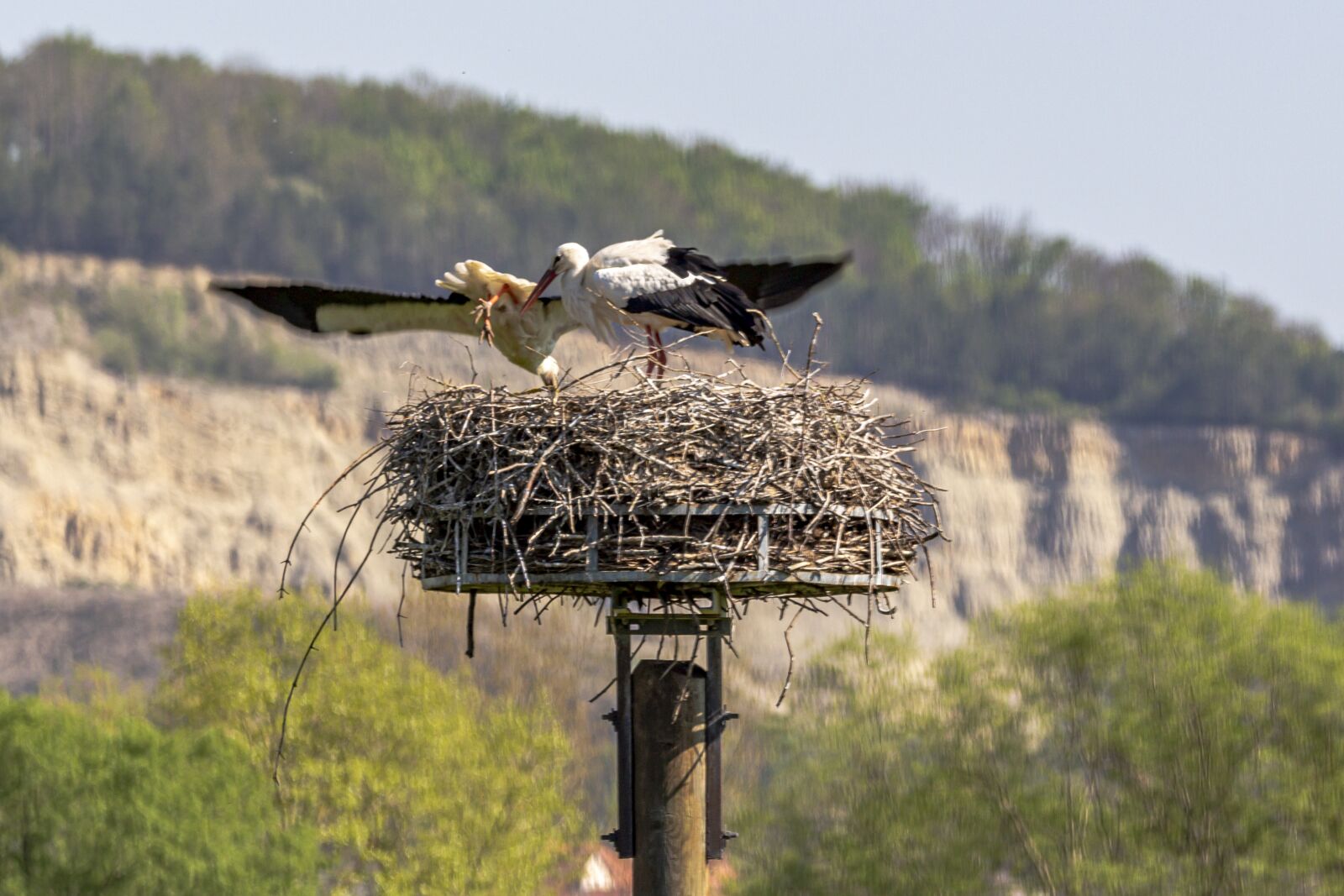 150-600mm F5-6.3 DG OS HSM | Contemporary 015 sample photo. Nature, bird, animal world photography