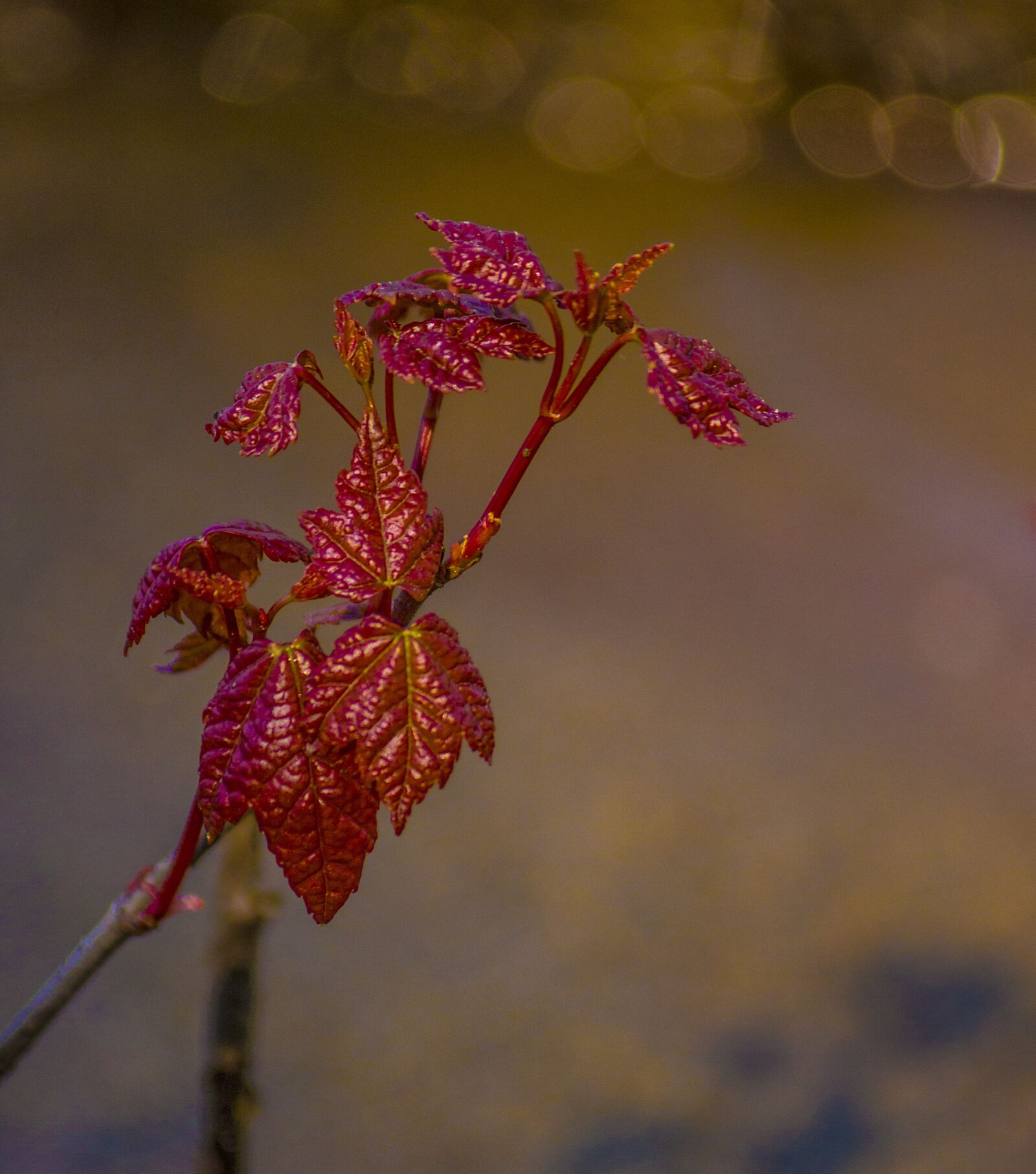 Canon EOS 600D (Rebel EOS T3i / EOS Kiss X5) sample photo. Nature, flower, flora photography