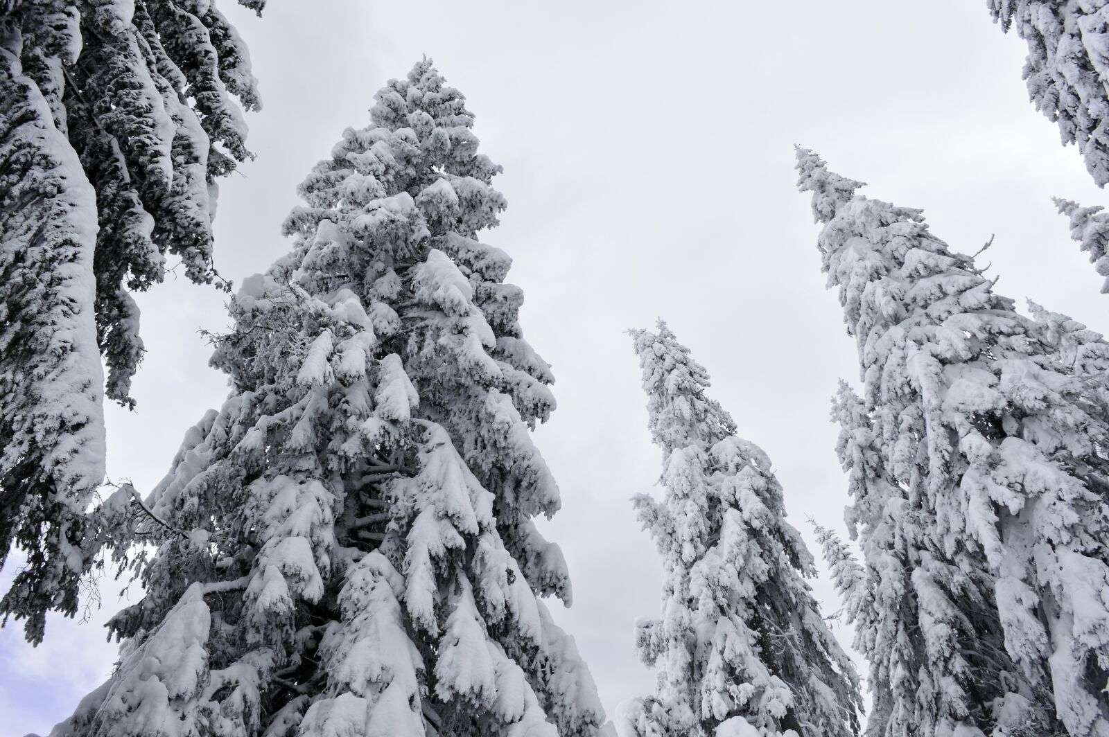 Nikon D3200 sample photo. Cold, december, forest photography