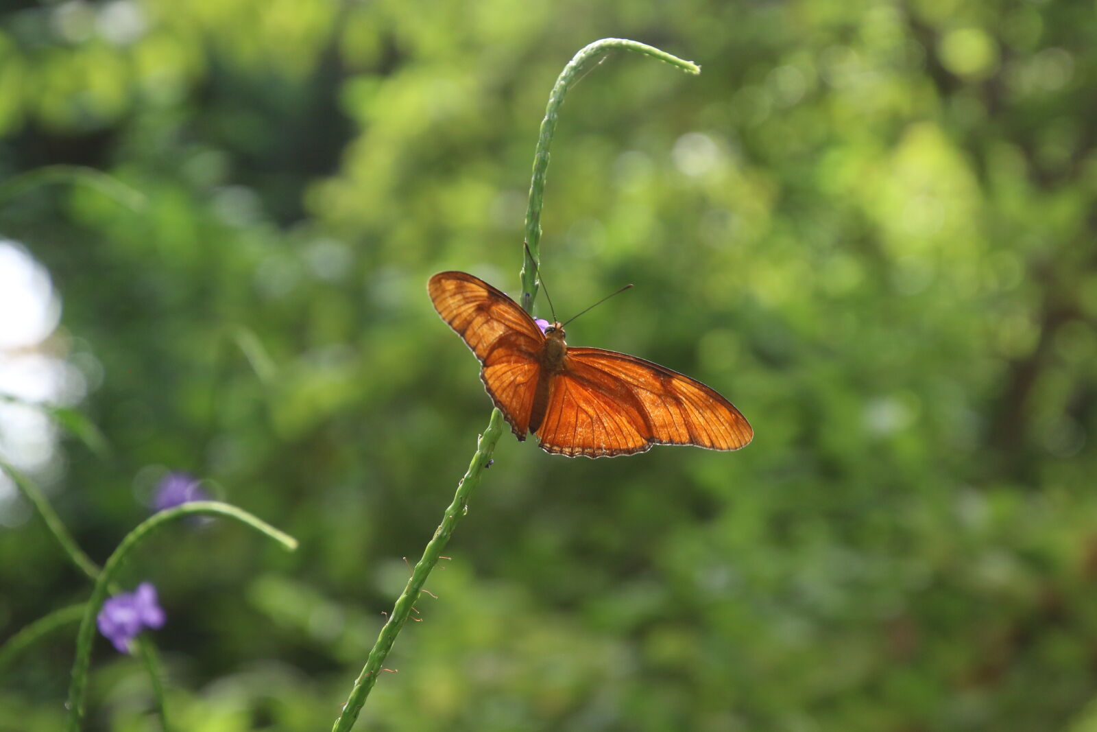 Canon EOS 7D Mark II sample photo. Animal, butterfly, fly, garden photography