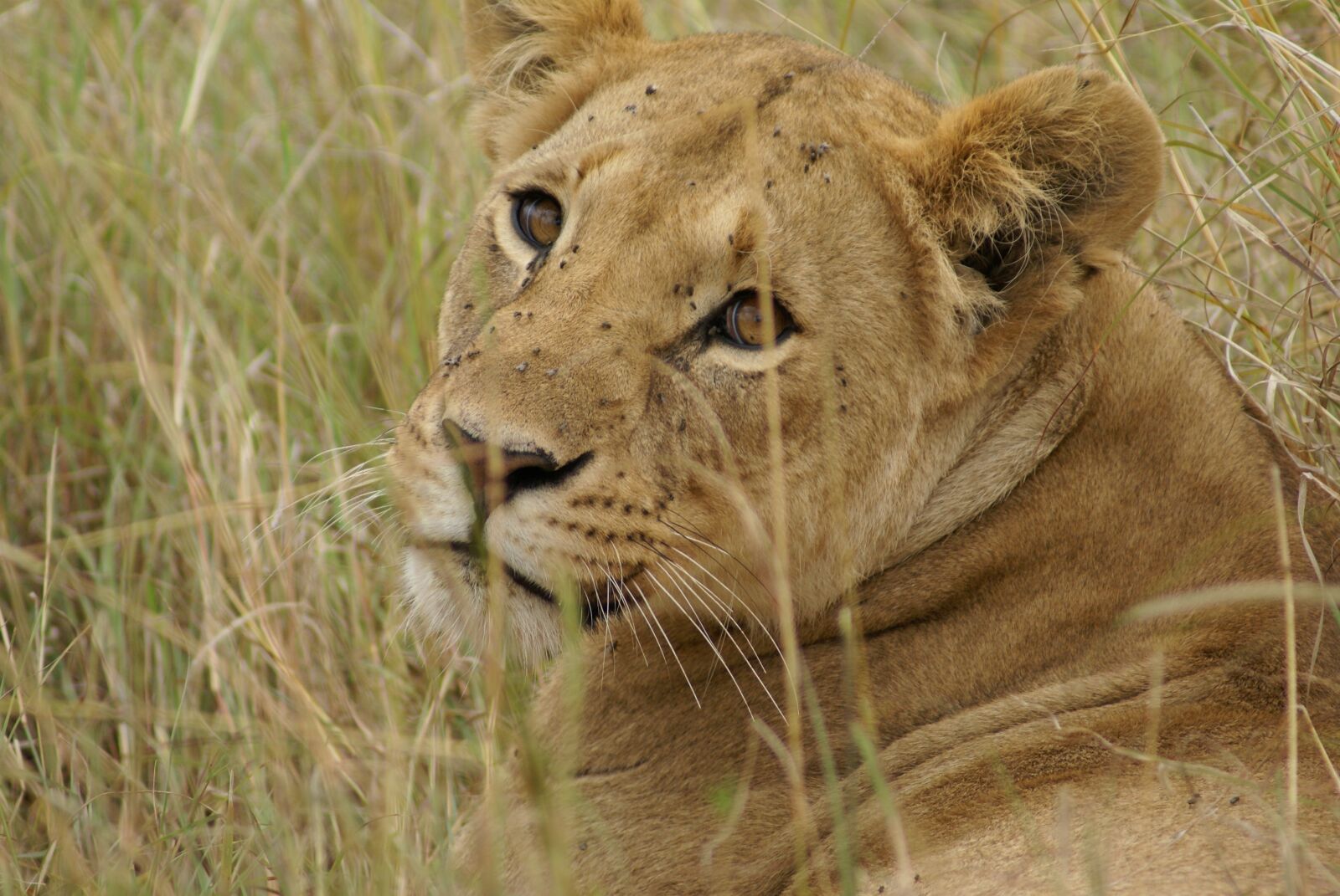 Sony Alpha DSLR-A100 sample photo. Lion, animals, predator photography