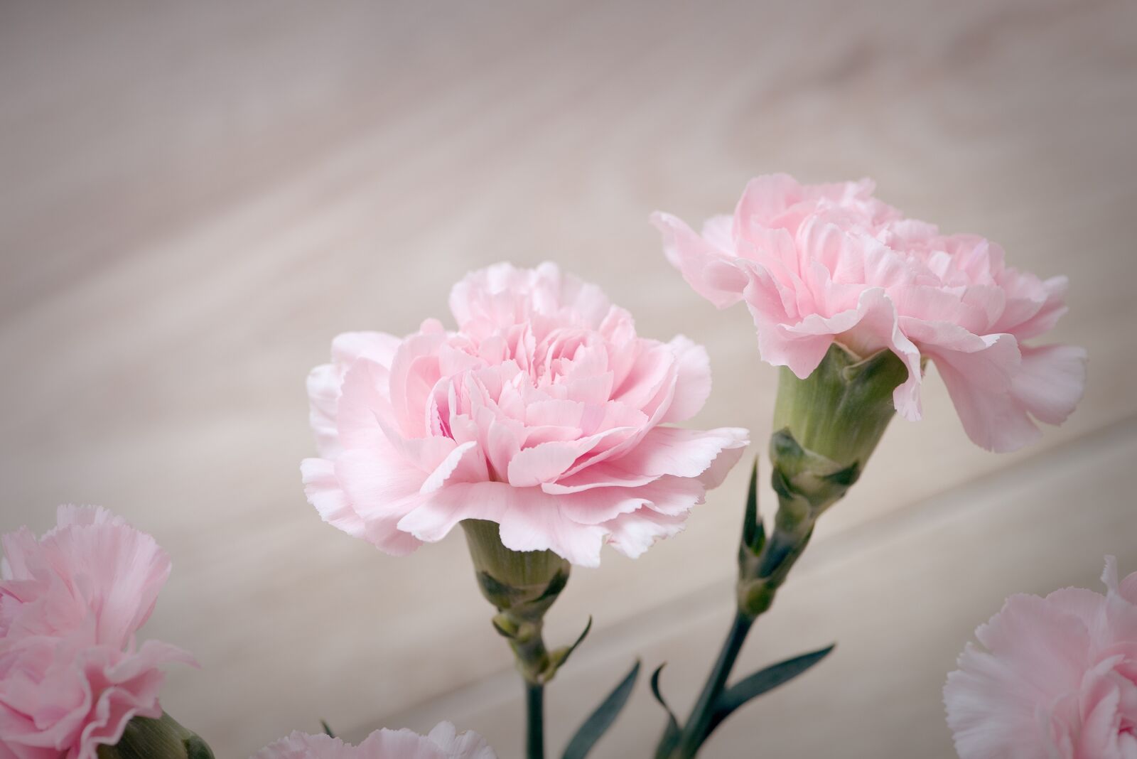 Nikon D750 sample photo. Cloves, pink, carnation pink photography