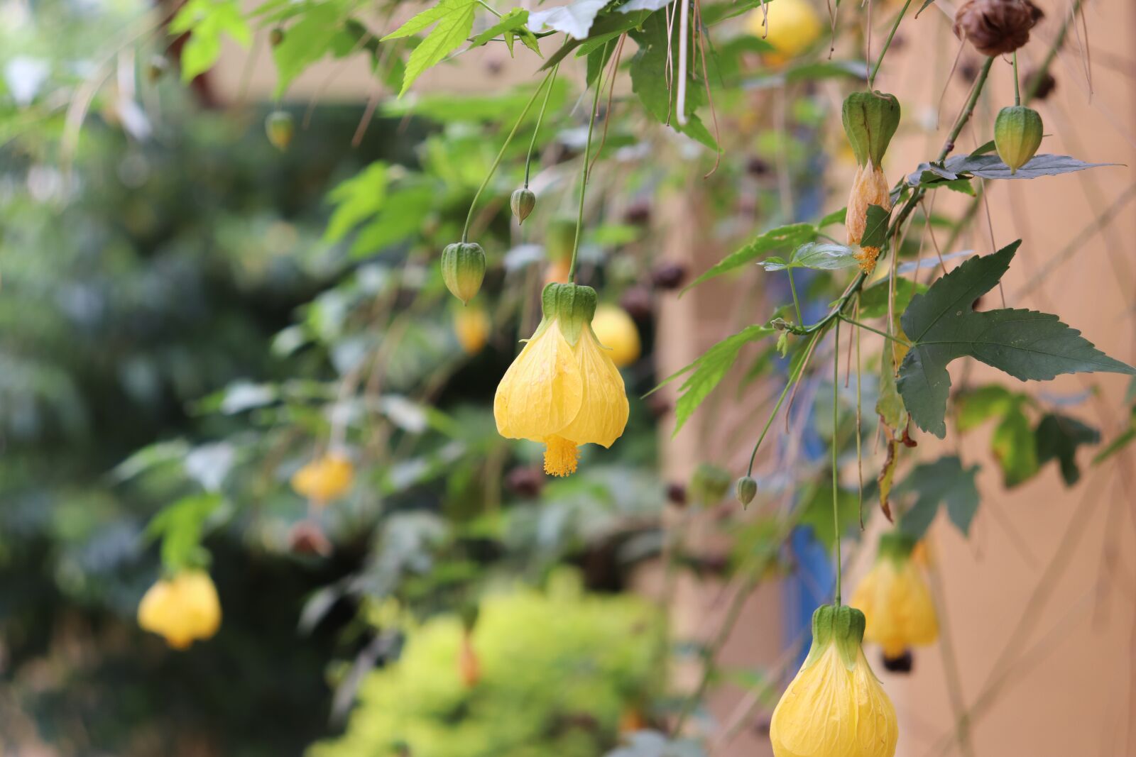 Canon EOS 200D (EOS Rebel SL2 / EOS Kiss X9) sample photo. Flowers, yellow, nature photography