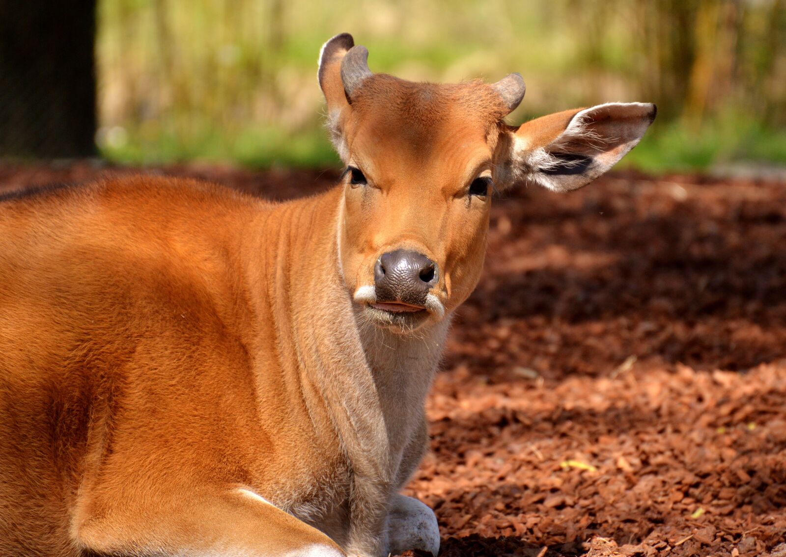 Nikon D3200 sample photo. Banteng, beef, animal photography