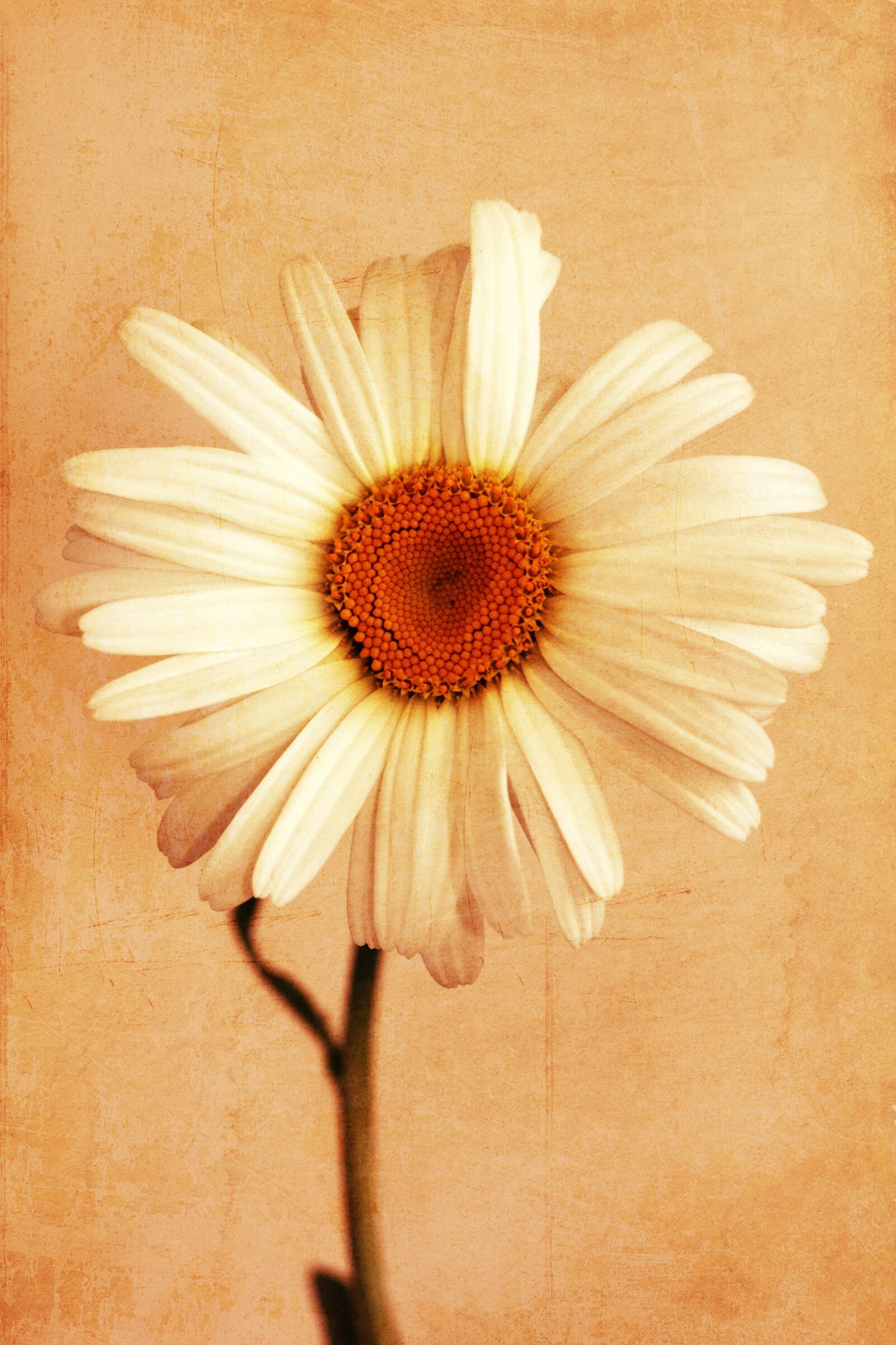 Canon EOS 550D (EOS Rebel T2i / EOS Kiss X4) sample photo. Bloom, blooming, blossoming, botanist photography