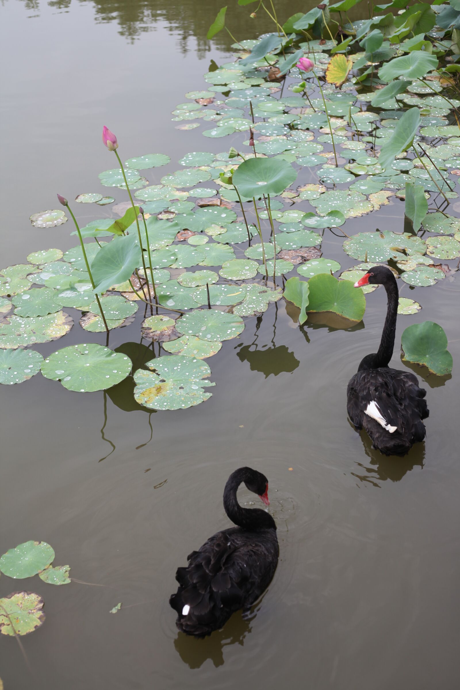 Canon EOS 5D Mark II sample photo. Black, swan, lotus photography