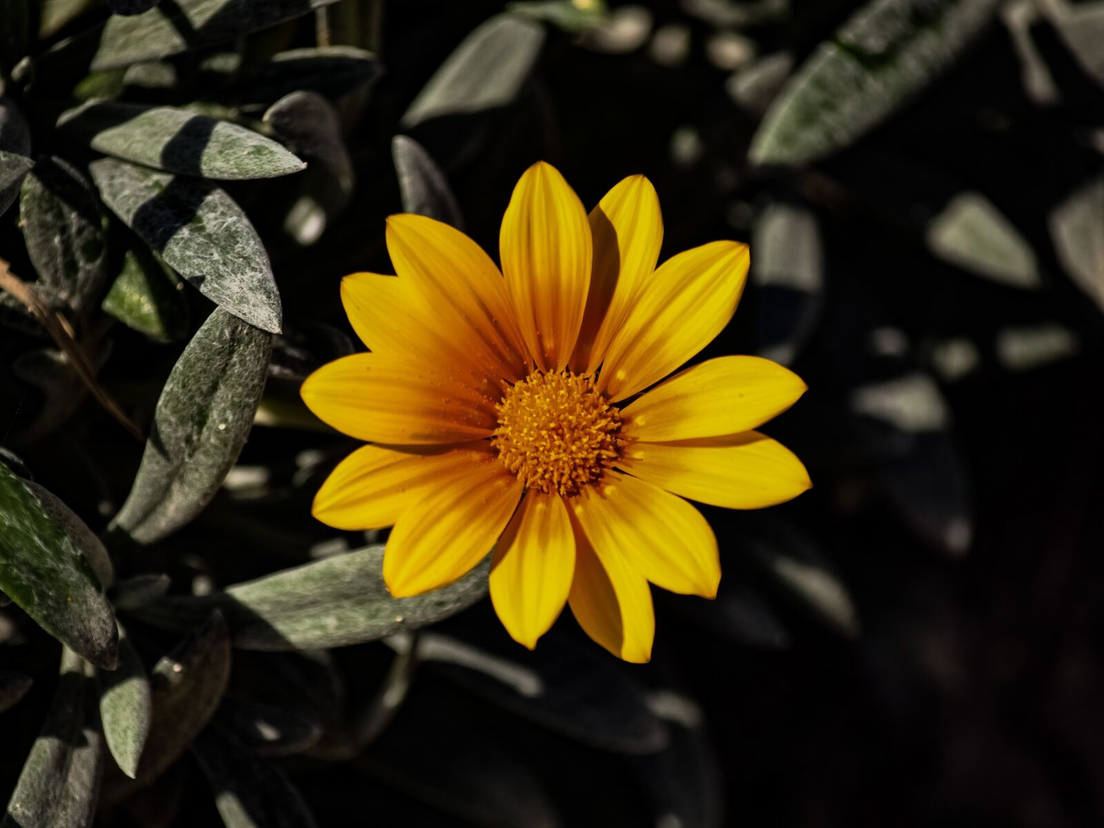 Nikon D3300 sample photo. Gazania, nature, flora photography