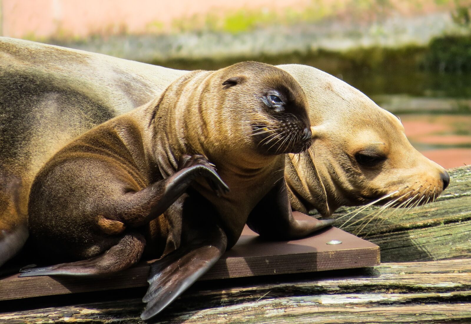 Canon PowerShot SX50 HS sample photo. Animal, sea lion, young photography