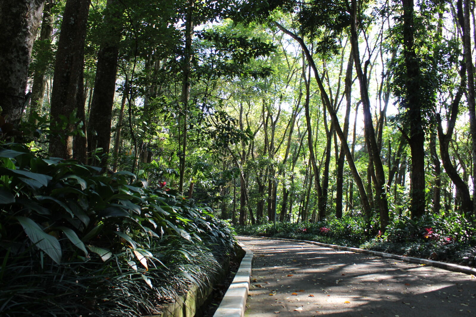 Canon EOS 1300D (EOS Rebel T6 / EOS Kiss X80) sample photo. Forest, green, nature, park photography