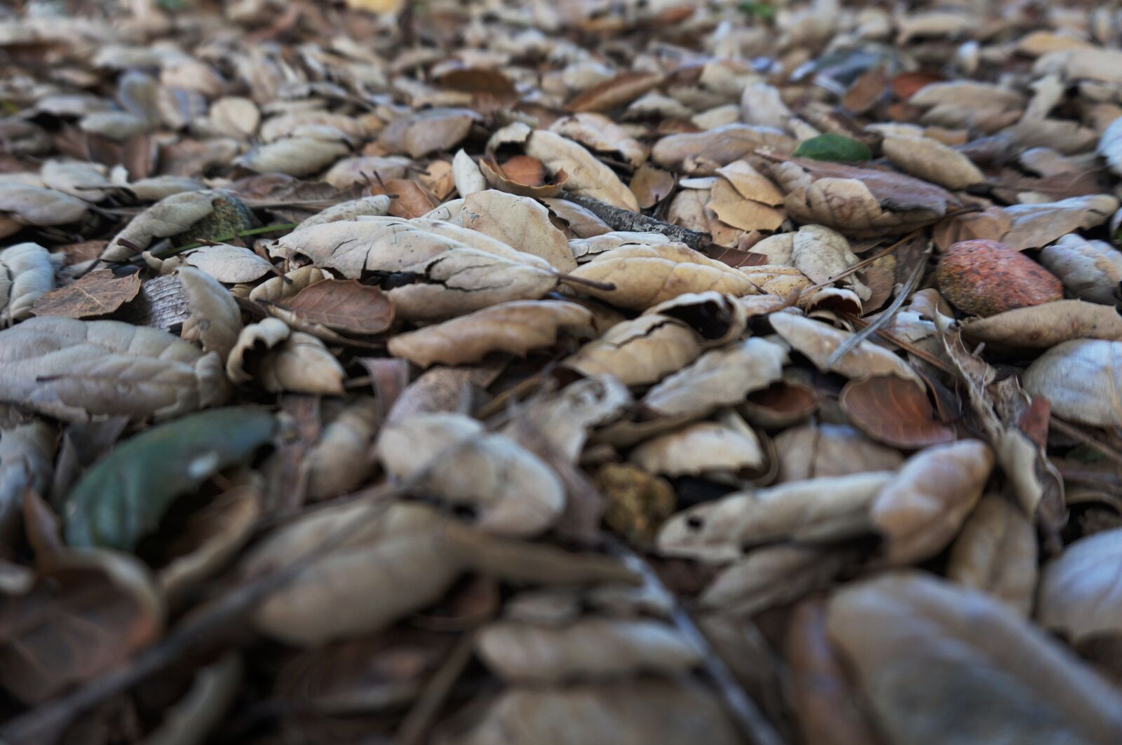 Sony Alpha NEX-3N + Sony E 16-50mm F3.5-5.6 PZ OSS sample photo. Dead leaves, nature, ground photography