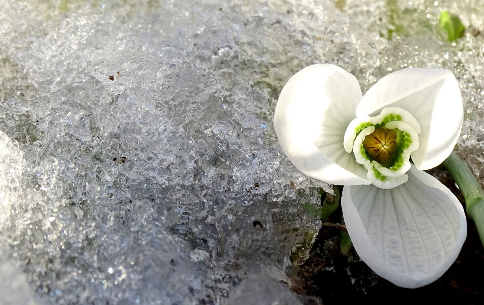 Sony Cyber-shot DSC-HX400V sample photo. Flowers, spring, winter photography