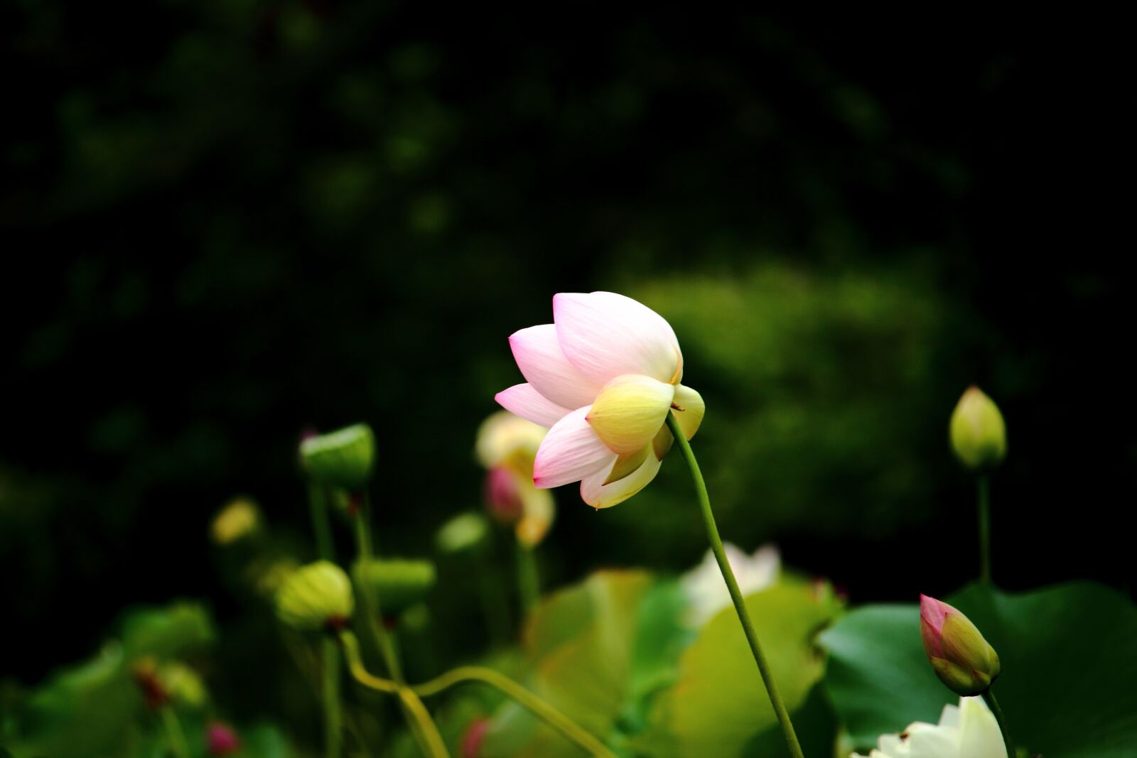Canon EOS 100D (EOS Rebel SL1 / EOS Kiss X7) sample photo. Lotus, daechung, lotus village photography