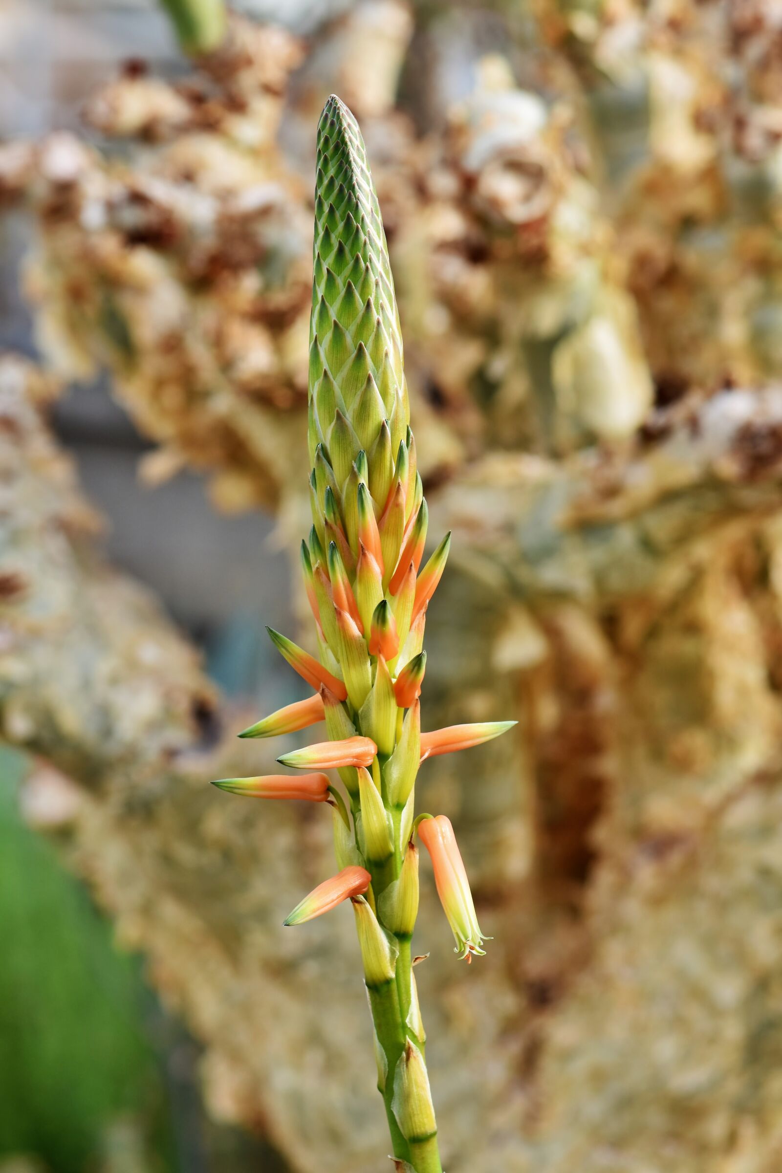 Nikon D7200 sample photo. Cactus blossom, cactus, cactus photography
