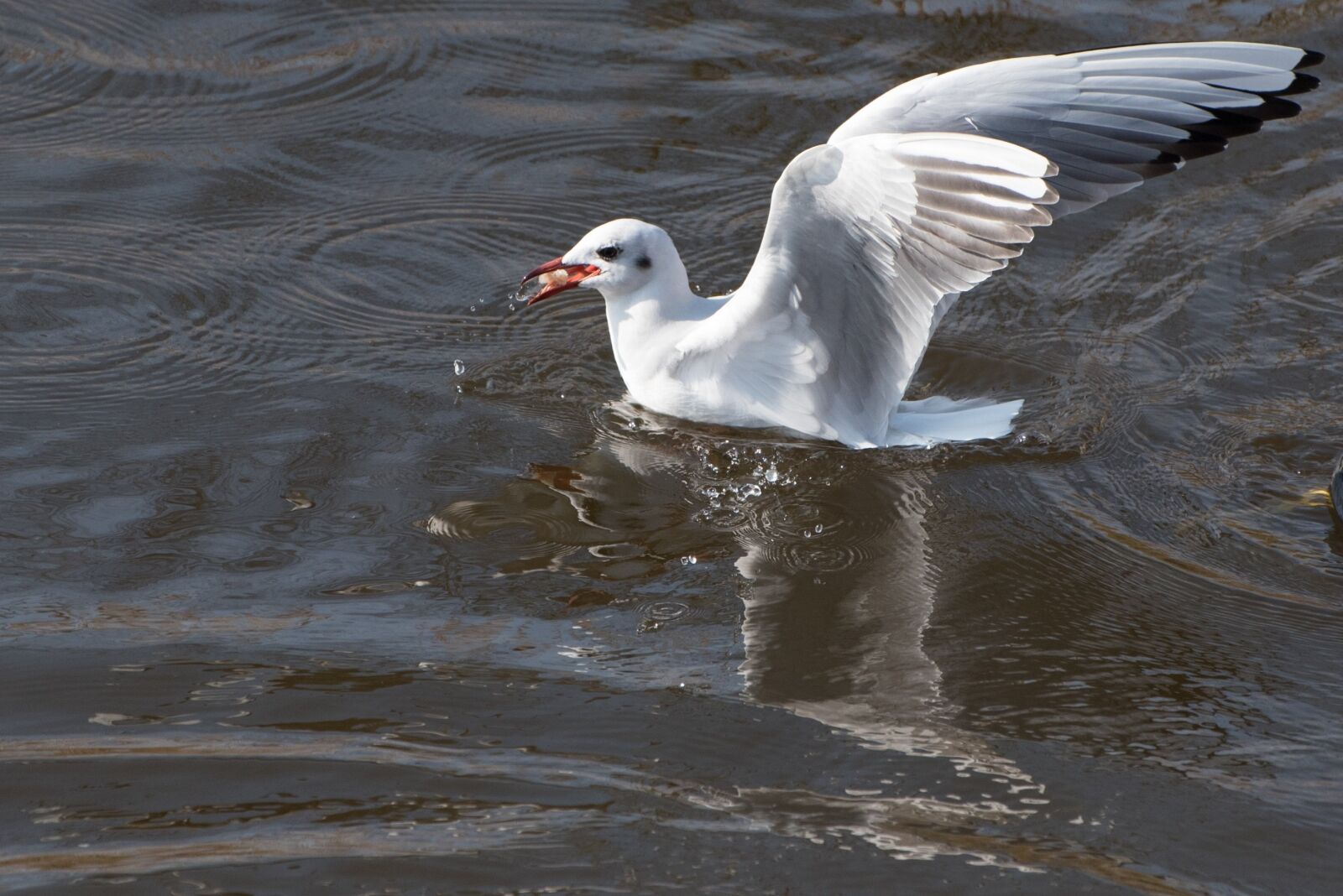 Nikon D750 sample photo. Birds, water, fly photography
