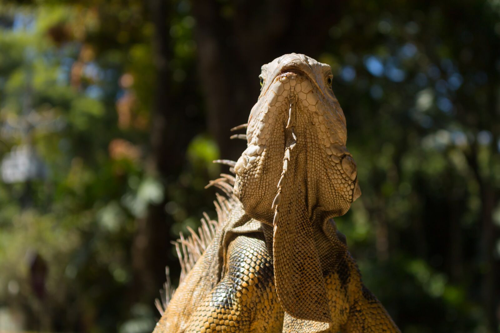 Canon EOS 750D (EOS Rebel T6i / EOS Kiss X8i) sample photo. Iguana, reptile, animals photography