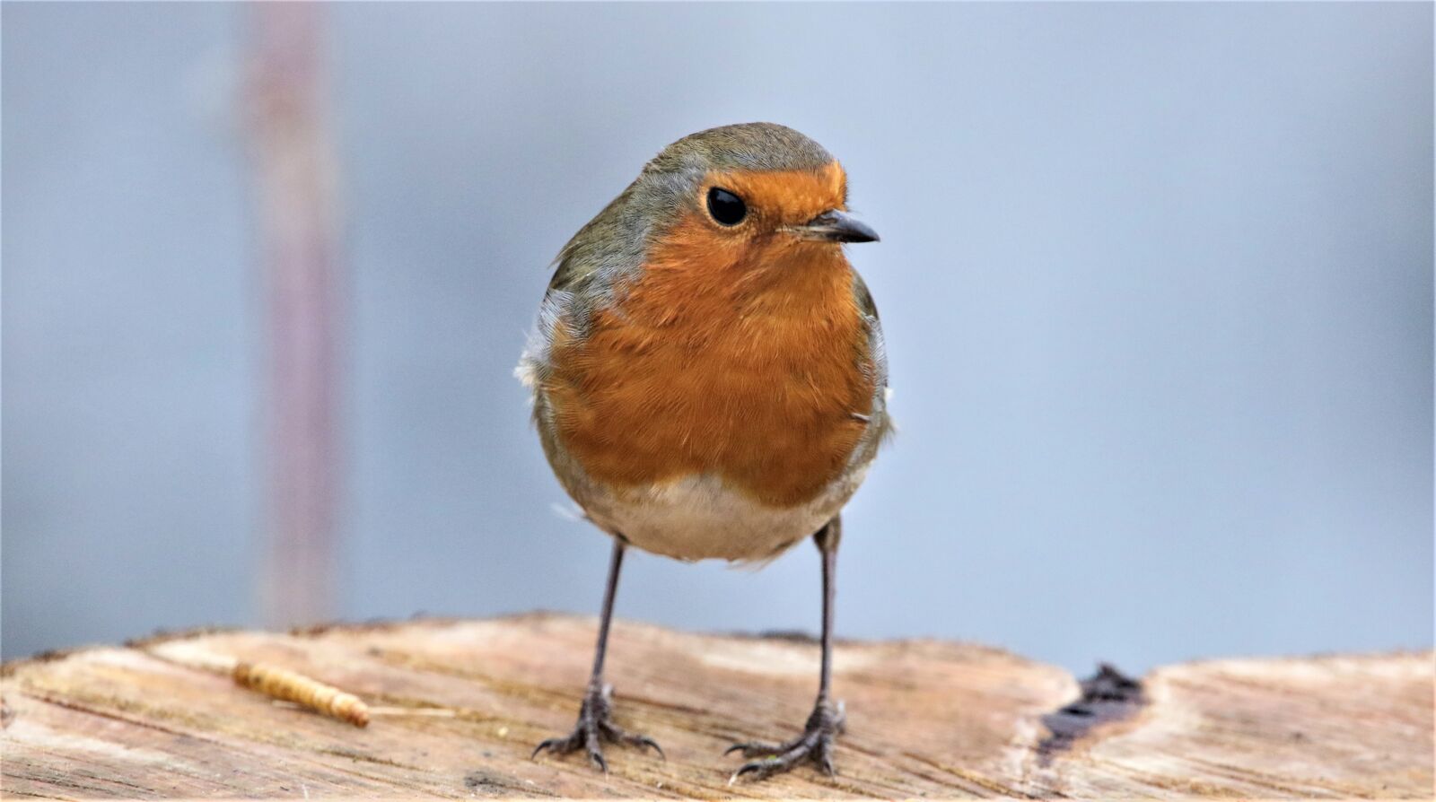 150-600mm F5-6.3 DG OS HSM | Contemporary 015 sample photo. Red robin, robin, nature photography
