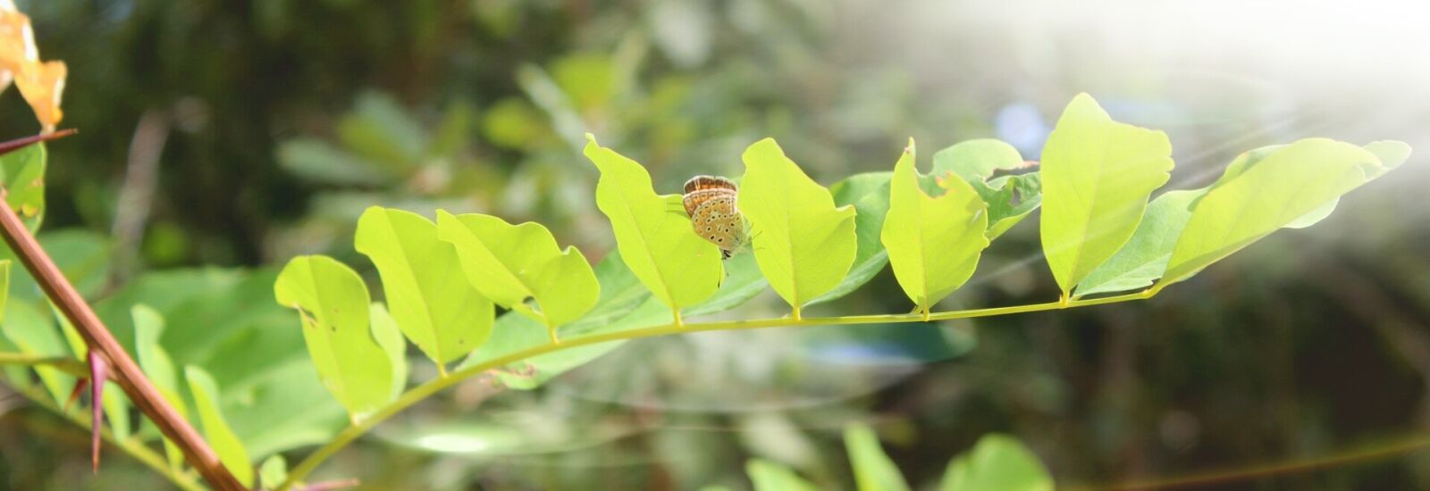 Canon EOS 1300D (EOS Rebel T6 / EOS Kiss X80) sample photo. Butterfly, nature, leaf photography