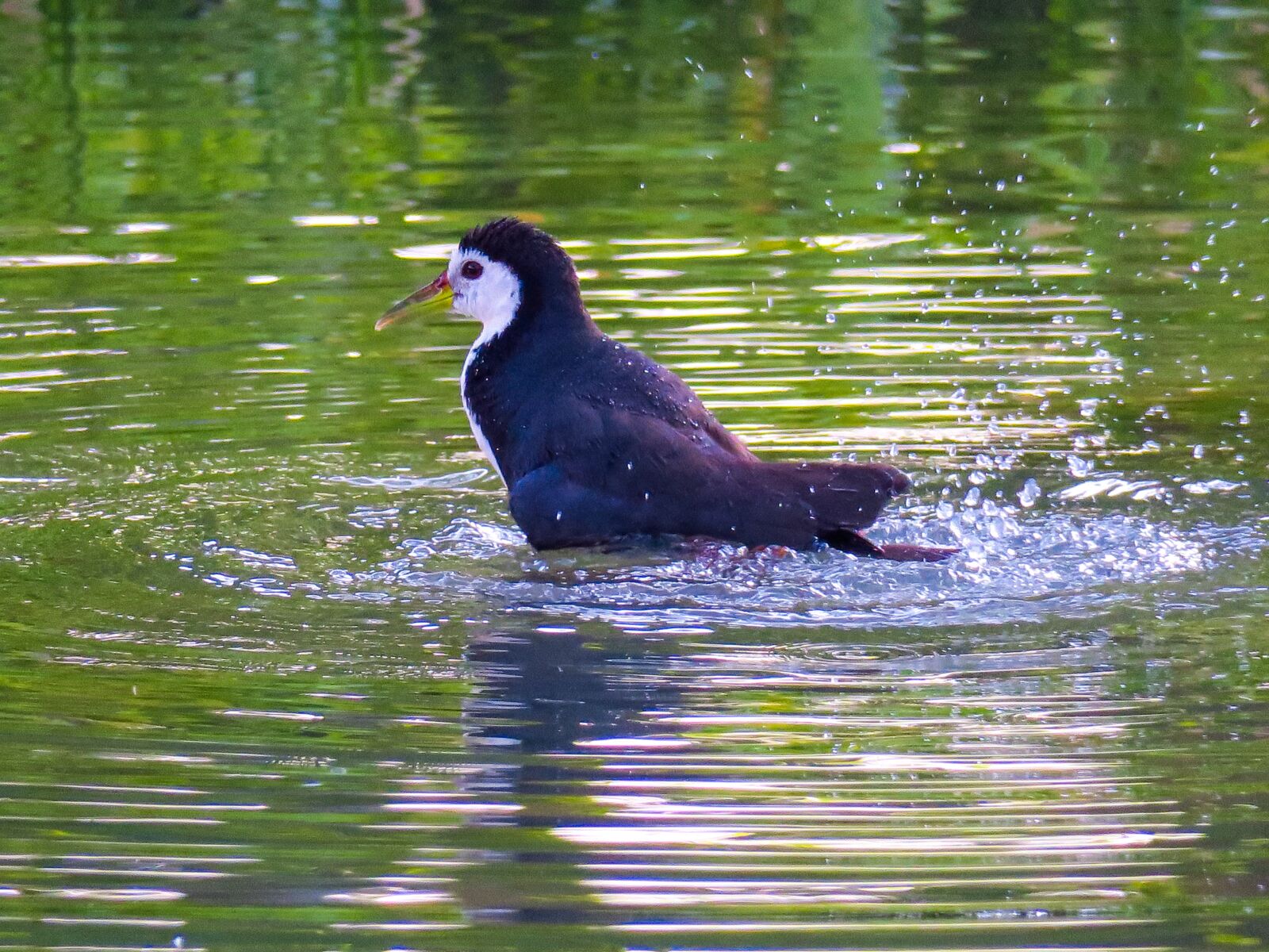 Canon PowerShot G3 X sample photo. Bird, nature, outdoor photography