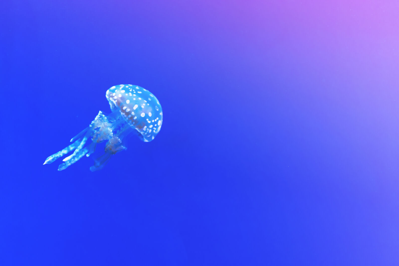 Sony a7 II + Sony FE 28-70mm F3.5-5.6 OSS sample photo. Aquarium, aquatic, blue, creature photography