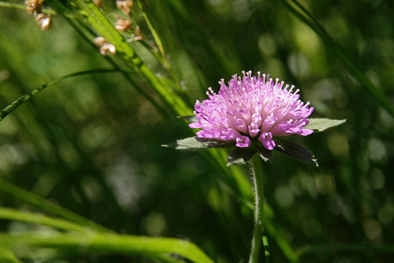 Canon EOS 400D (EOS Digital Rebel XTi / EOS Kiss Digital X) sample photo. Meadow, pointed flower, pink photography