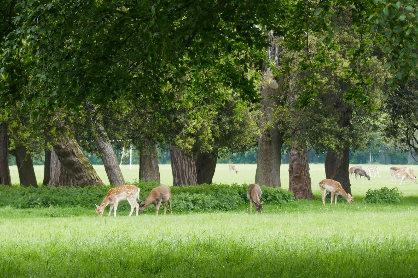 Panasonic Lumix DMC-ZS100 (Lumix DMC-TZ100) sample photo. Deer, park, nature photography