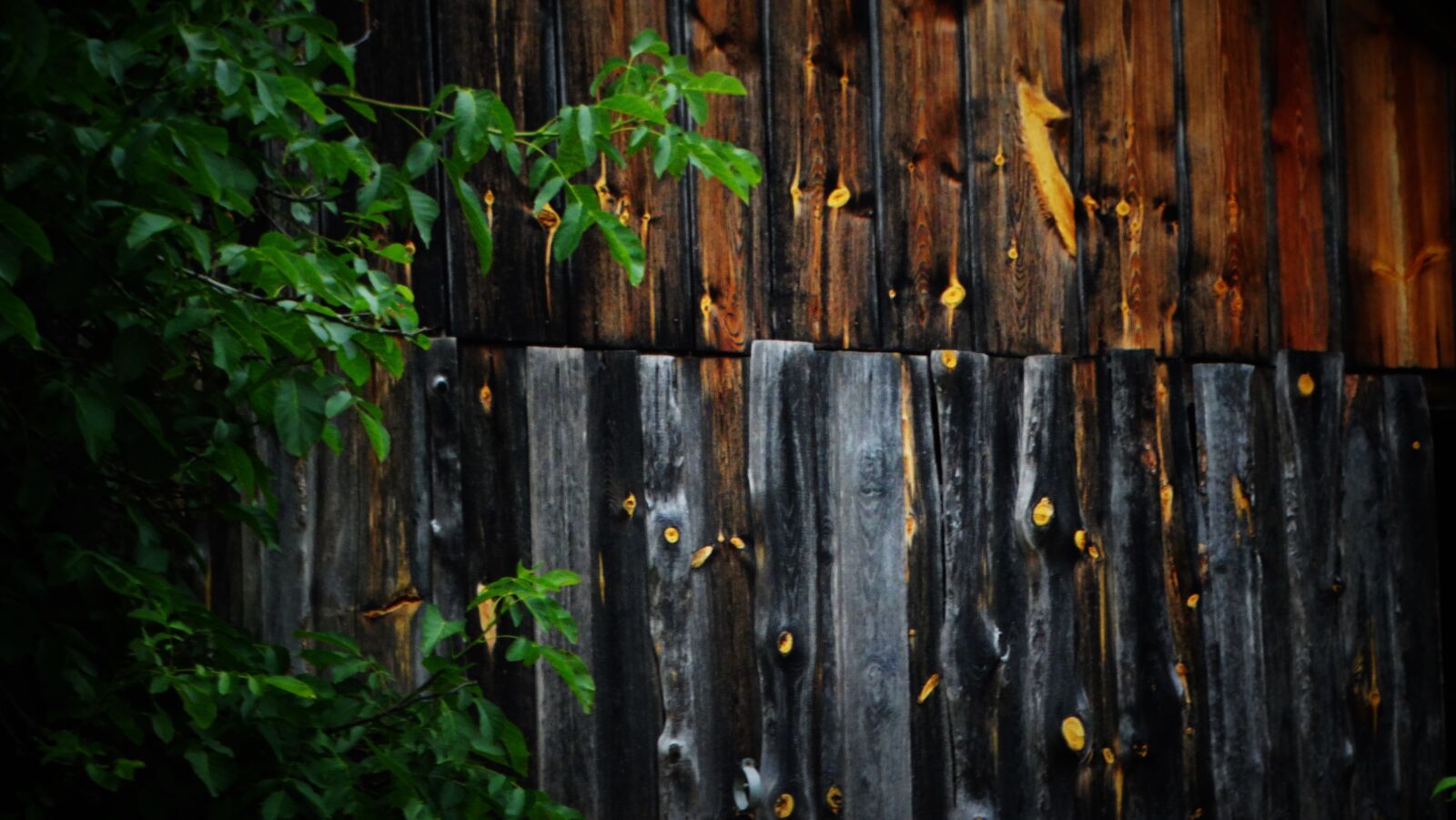 Sony Cyber-shot DSC-HX300 sample photo. Background, wood, leaves photography