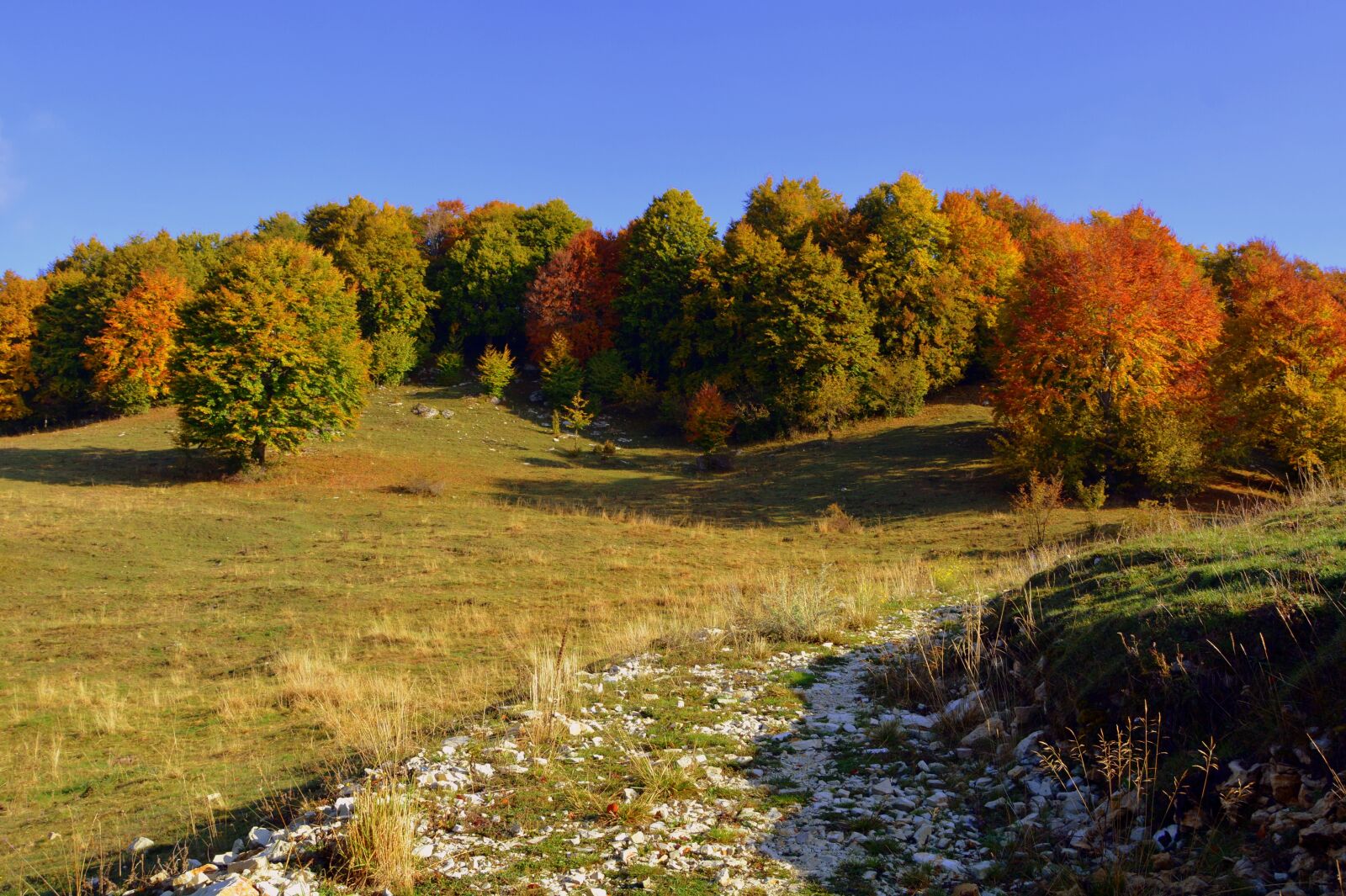 Nikon D7100 sample photo. Excursion, trees, autumn photography