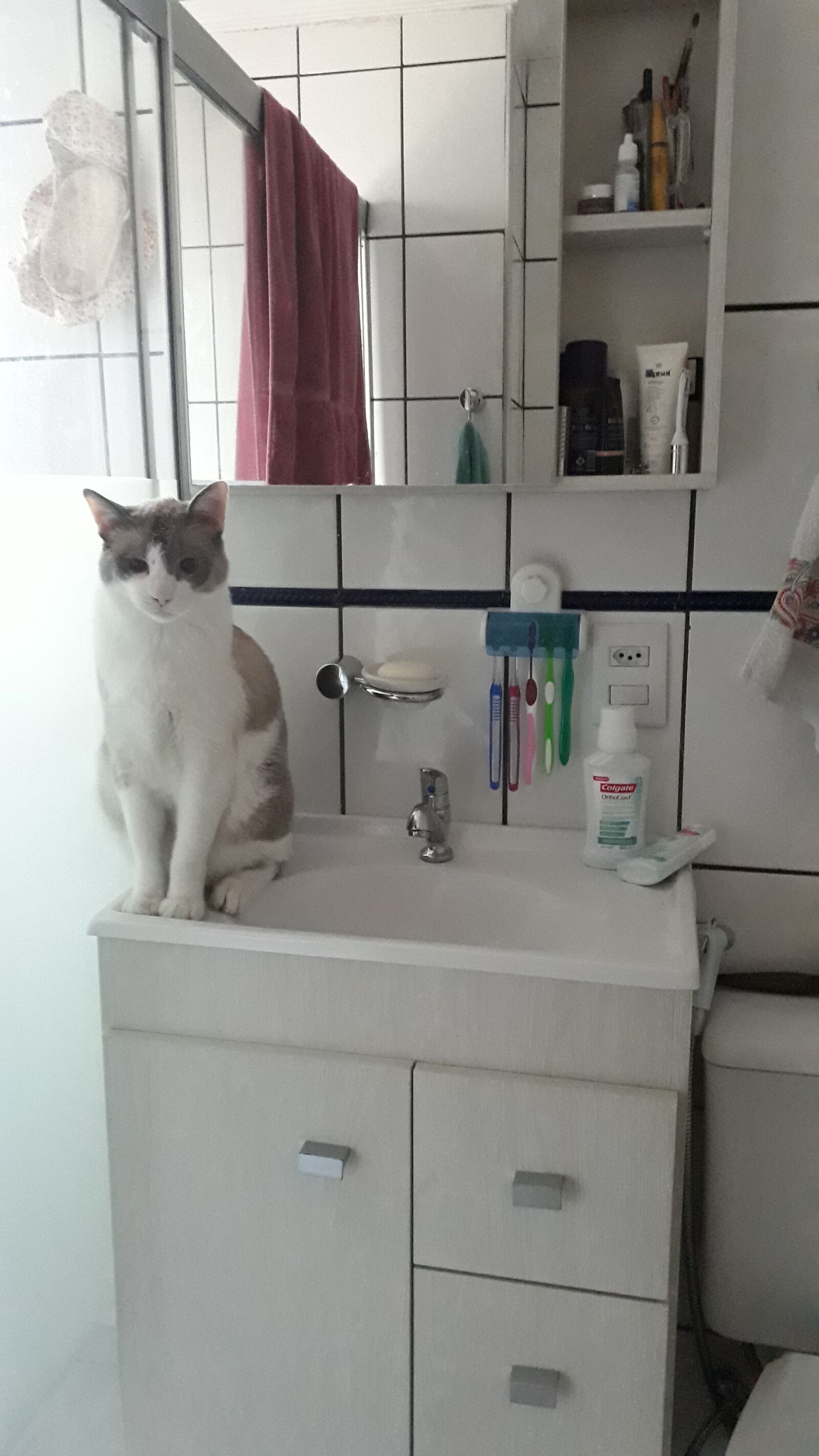 Samsung Galaxy J7 Prime2 sample photo. Gato, pia, banheiro photography