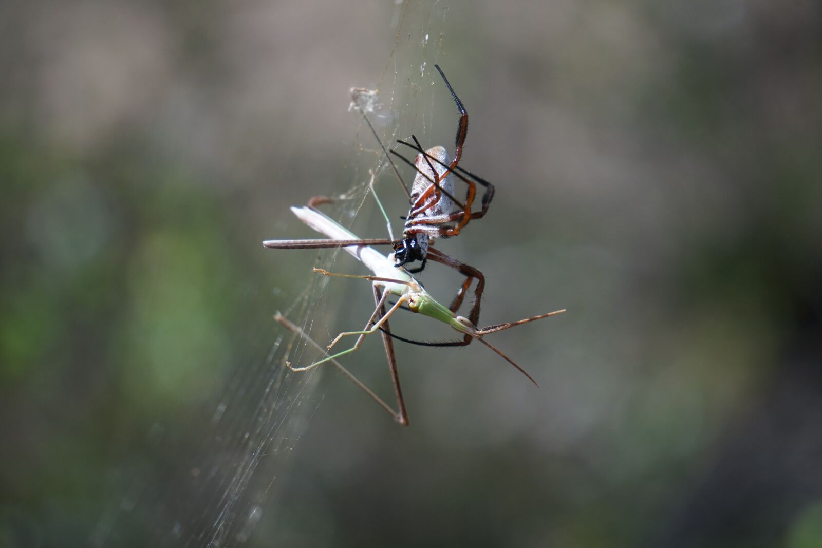 Sony E 55-210mm F4.5-6.3 OSS sample photo. Spider, golden orb weaver photography