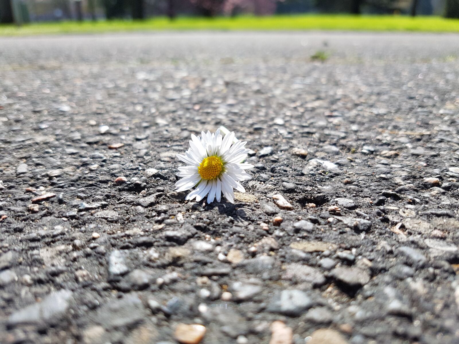 Samsung Galaxy S7 sample photo. Flowers, fresh, little flower photography