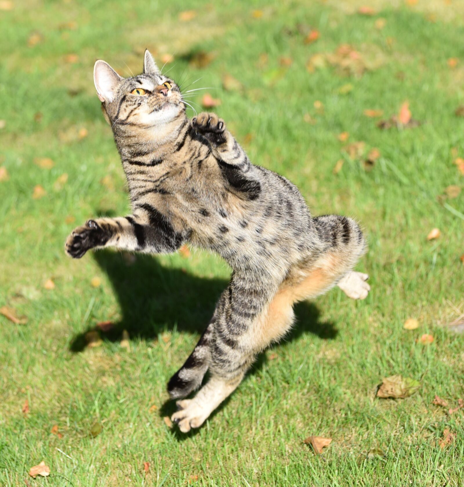 Nikon D750 sample photo. Cat, play, catch photography