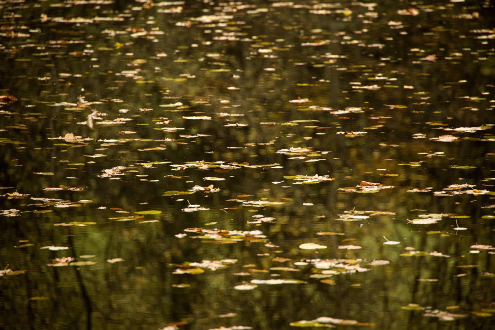 Canon EOS R sample photo. Water, autumn, leaves photography
