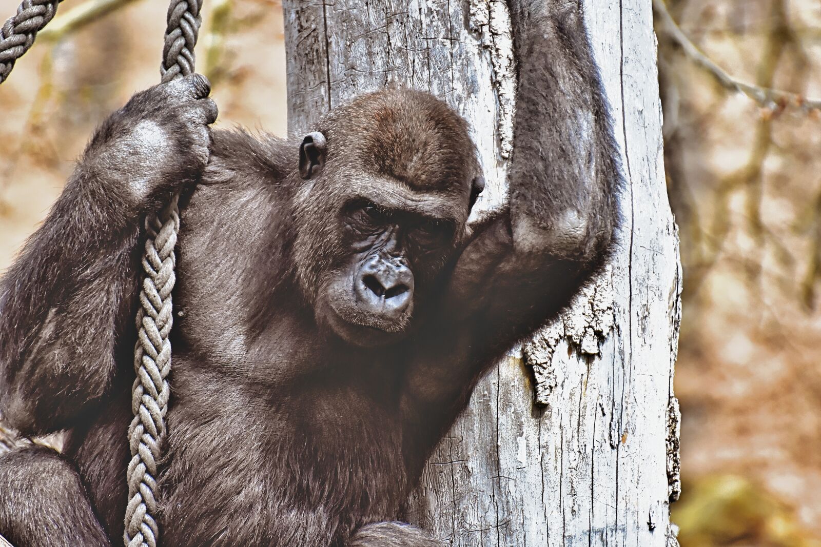 Nikon D7200 sample photo. Gorilla, monkey, animal photography