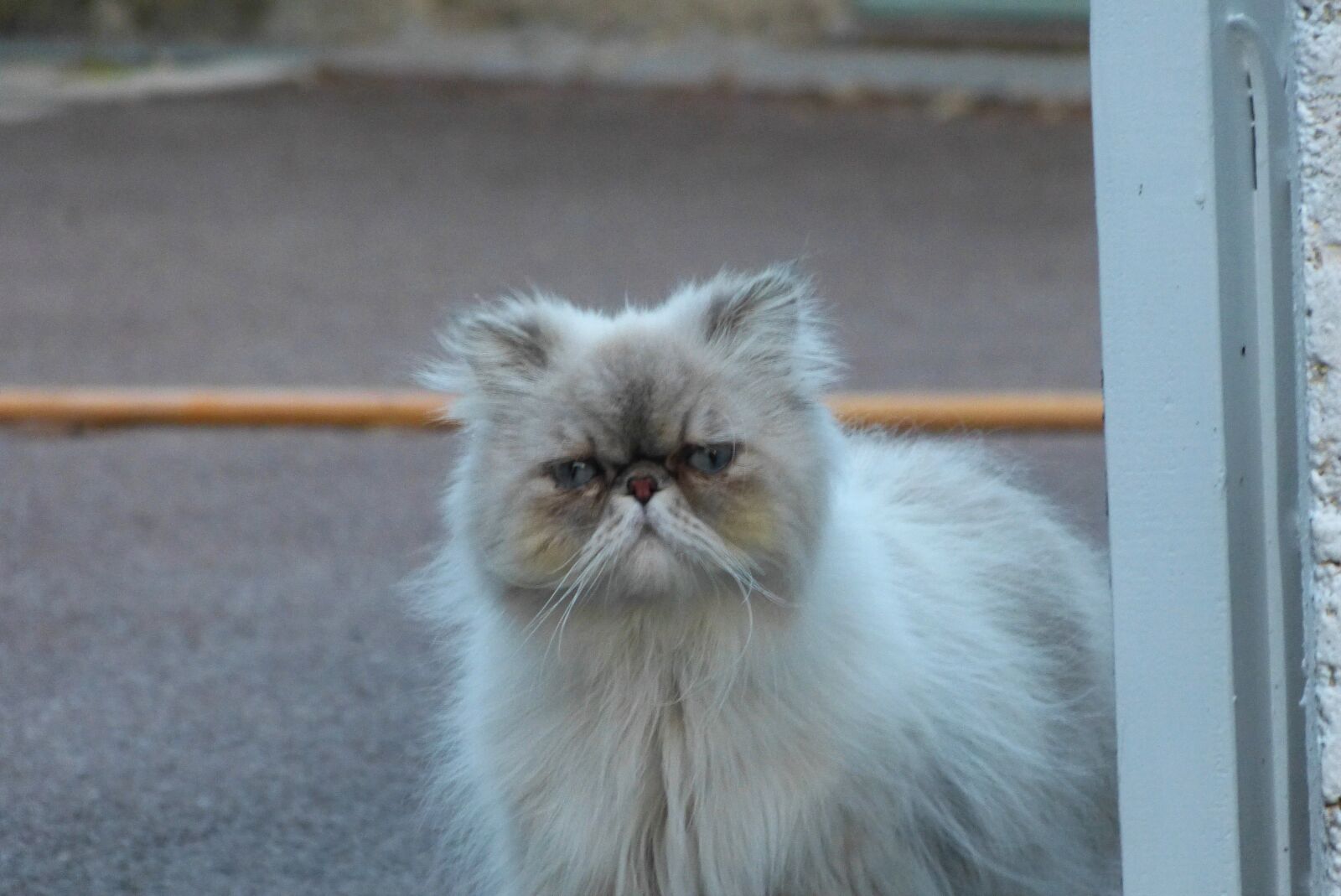 Panasonic Lumix DMC-FZ150 sample photo. Cat, derp photography