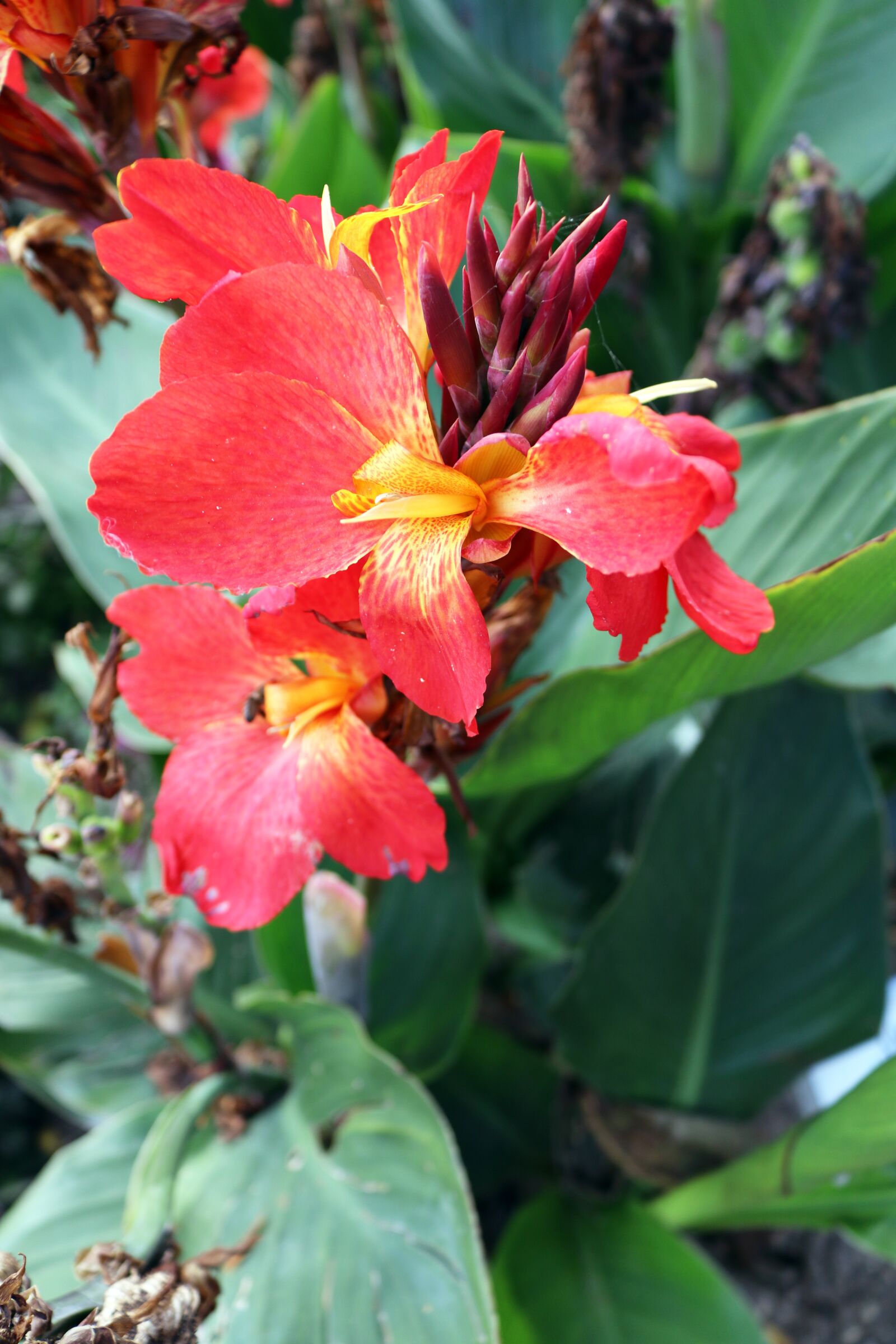Canon EOS 750D (EOS Rebel T6i / EOS Kiss X8i) sample photo. Red, flower, yellow photography