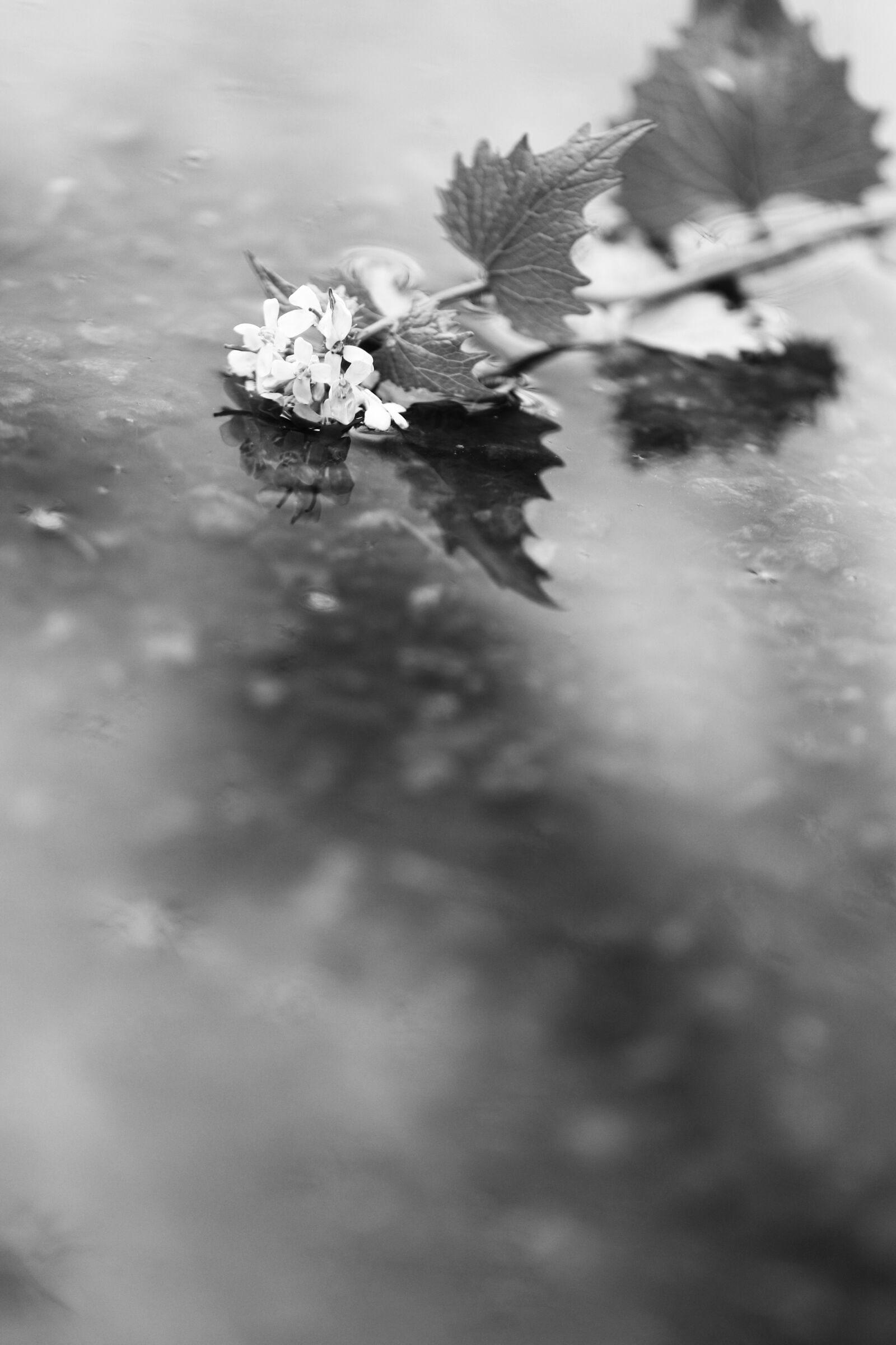 Canon EOS 7D Mark II sample photo. Flower, spring, rain photography