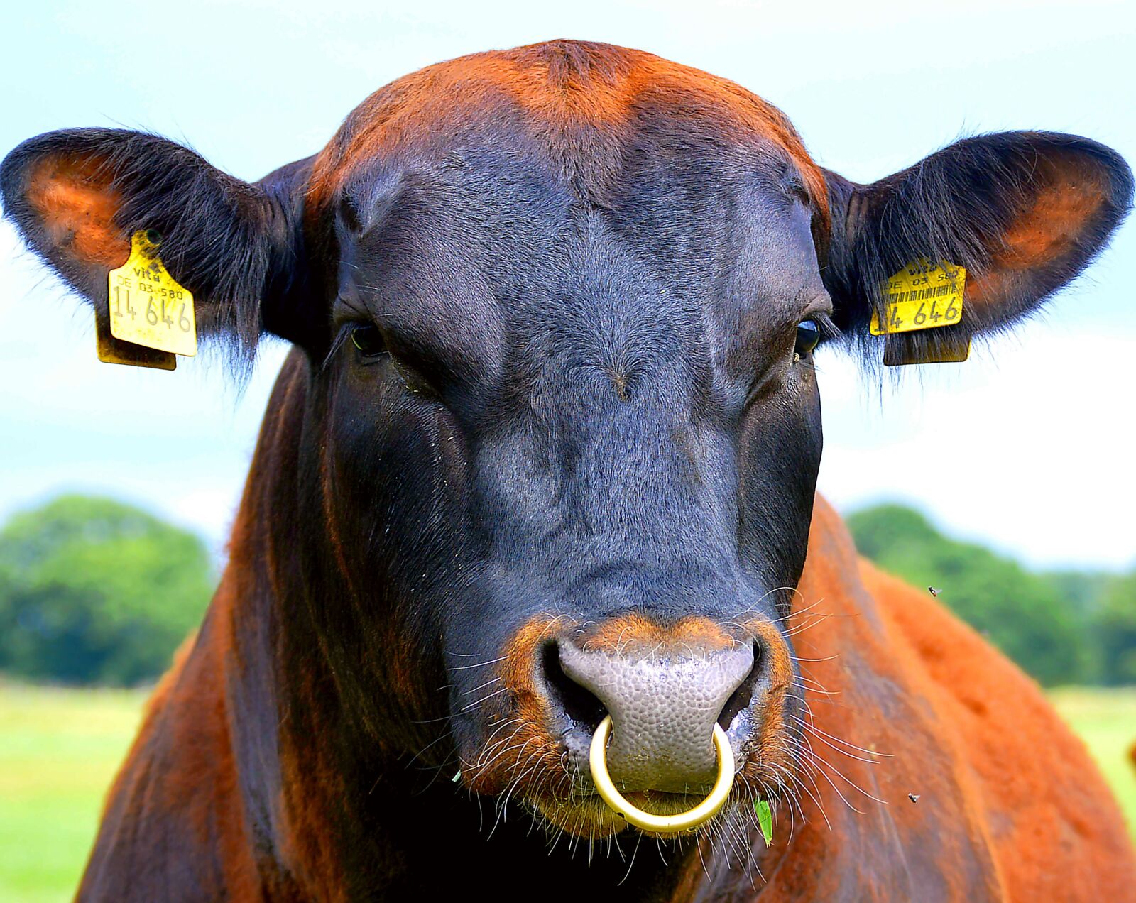 Nikon D3200 sample photo. Nose ring, bull, beef photography