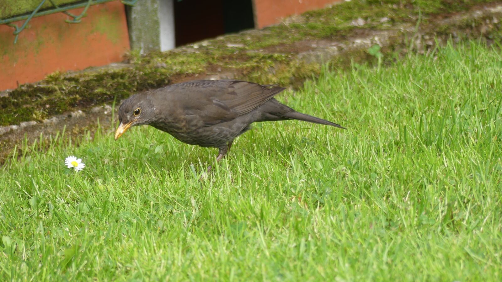 Panasonic Lumix DMC-FZ300 sample photo. Throttle, rush, bird photography