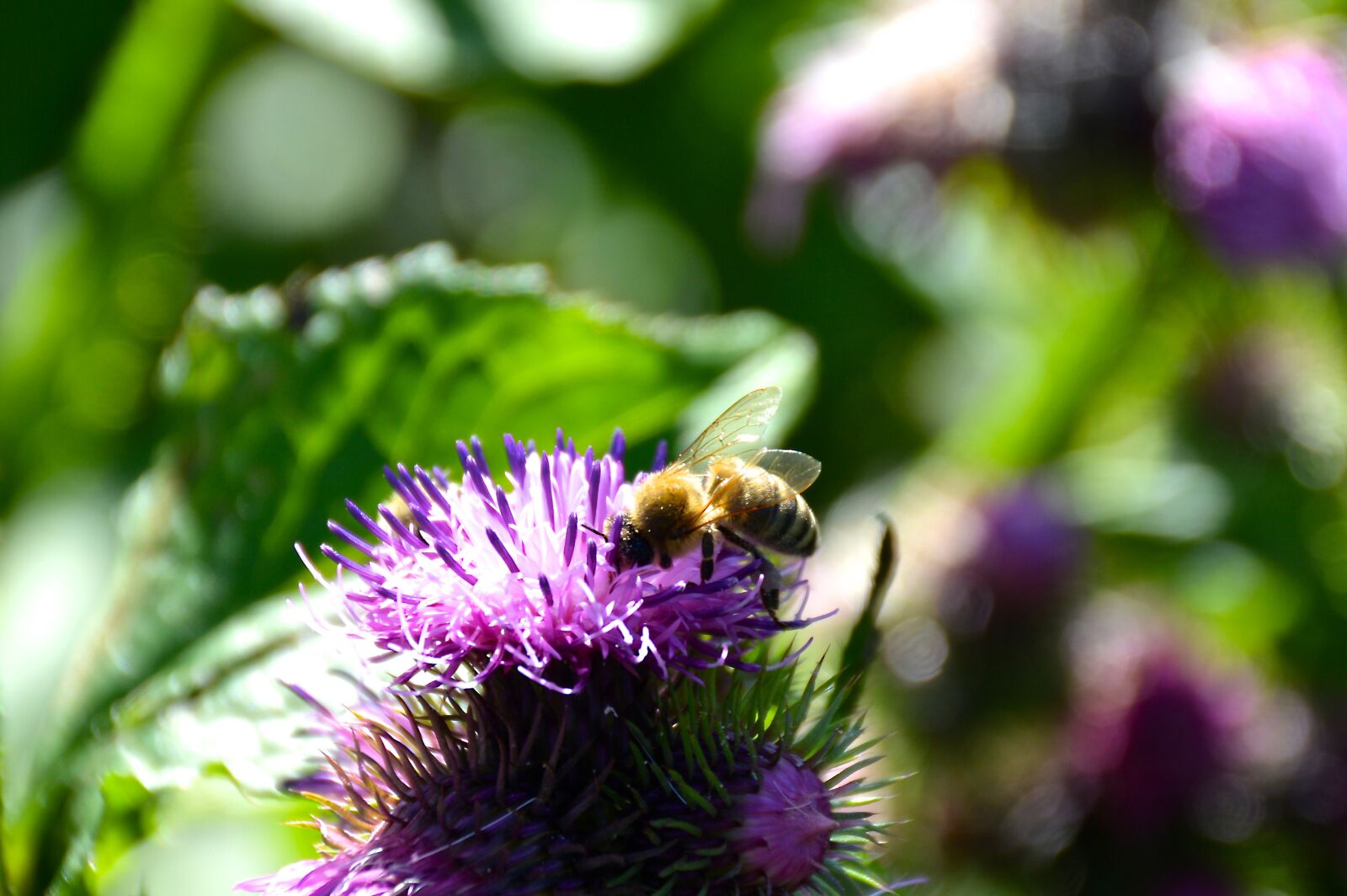 Nikon D3200 sample photo. Bee, thistle, summer photography