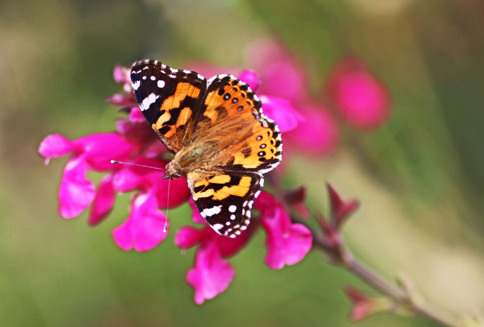 Tamron SP 90mm F2.8 Di VC USD 1:1 Macro sample photo. Butterfly, insect, nectar photography
