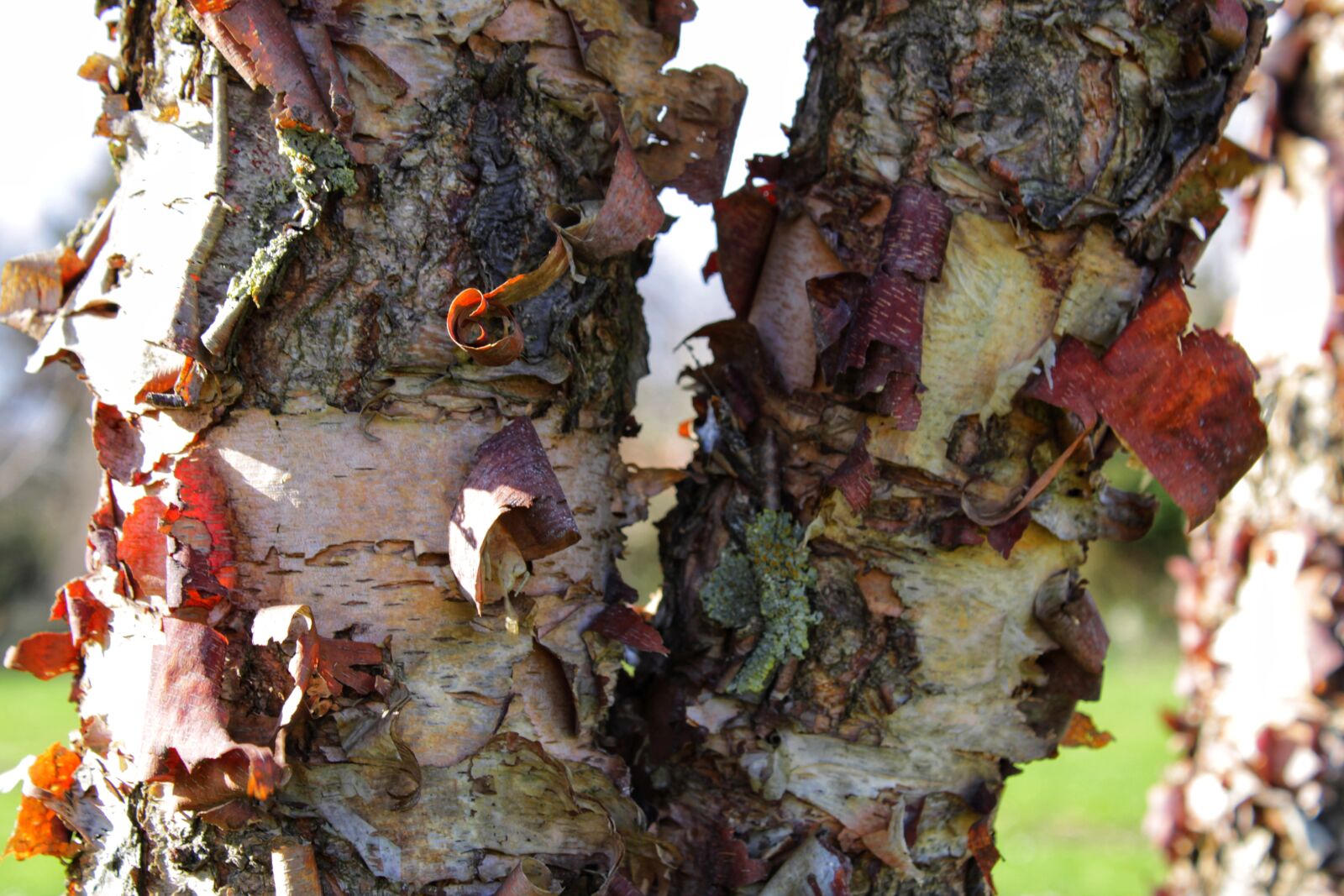 Canon EOS 2000D (EOS Rebel T7 / EOS Kiss X90 / EOS 1500D) sample photo. Bark, tree, wood photography
