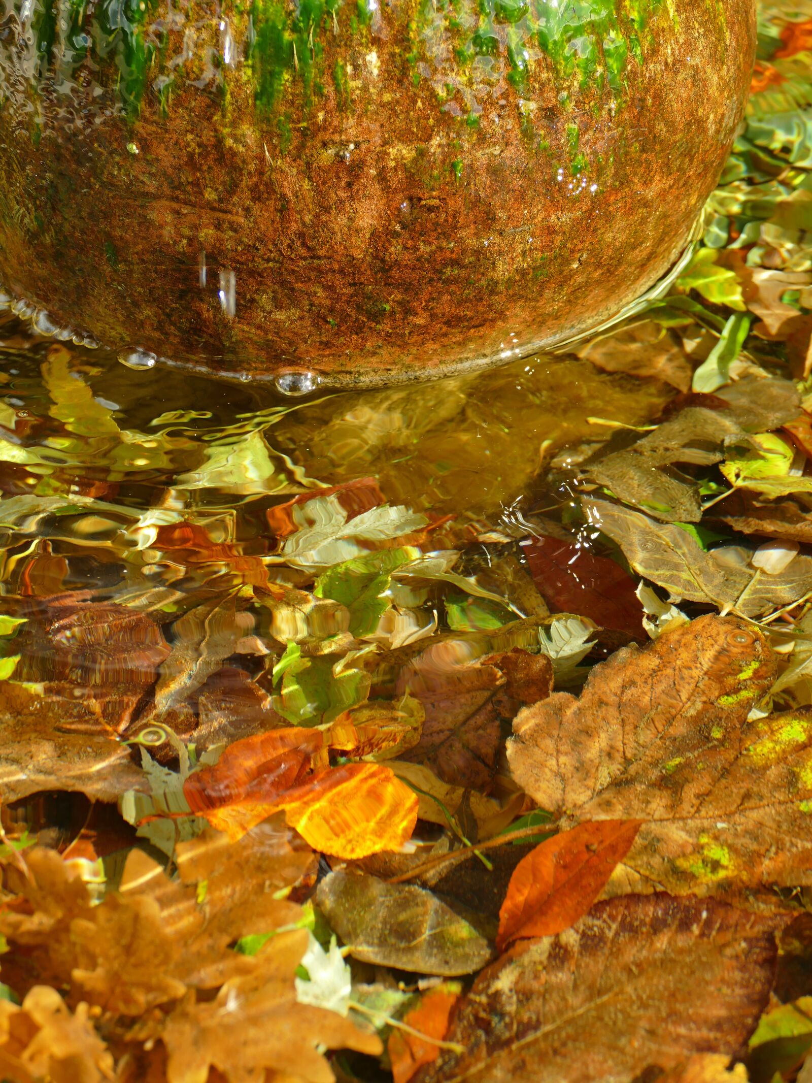Panasonic Lumix DMC-FZ1000 sample photo. Autumn, colorful, leaves photography