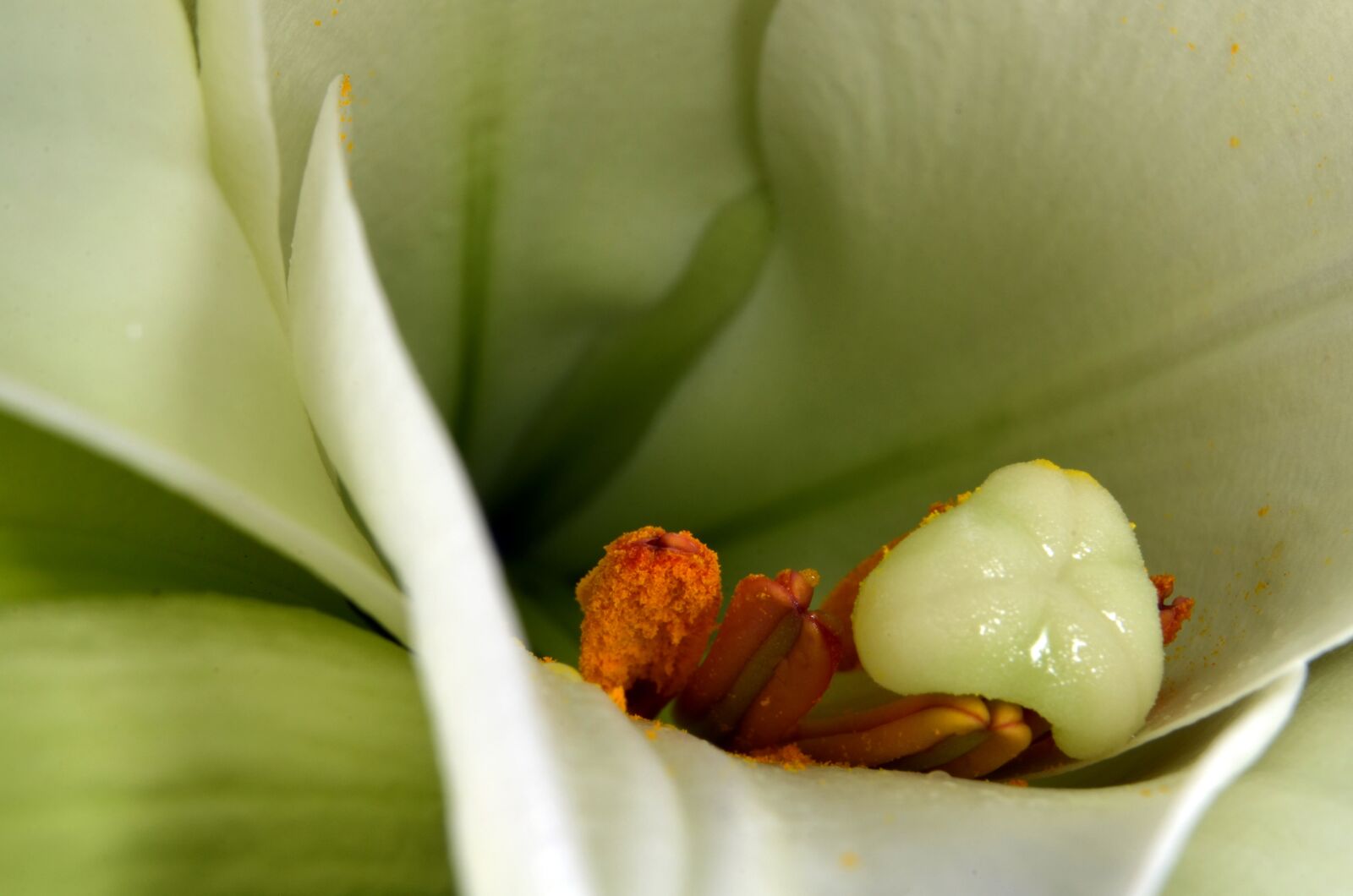 Nikon D5100 sample photo. Lily, stamen, stamp photography