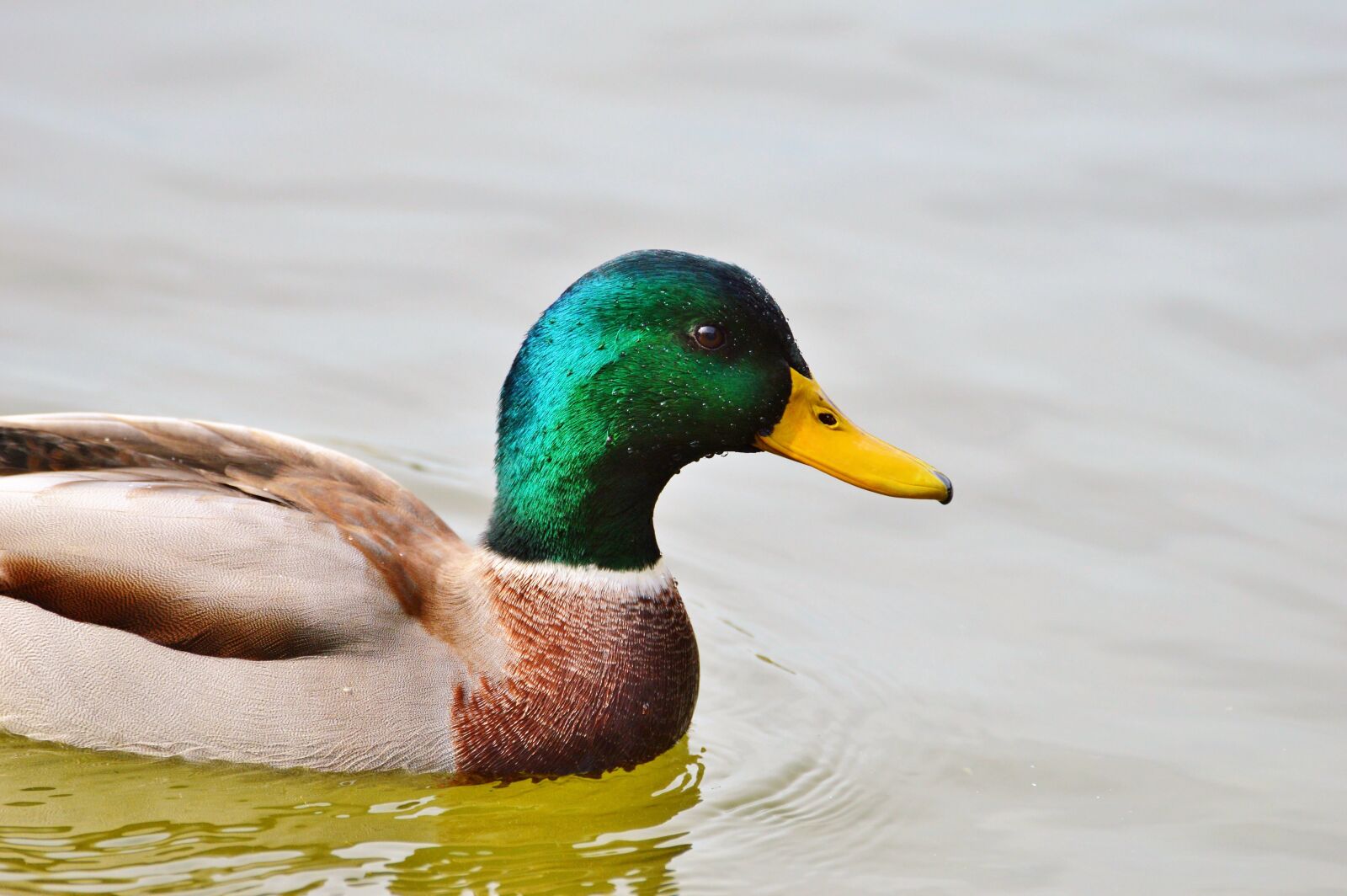 Nikon D3200 sample photo. Ducks, waterfowl, mallard photography