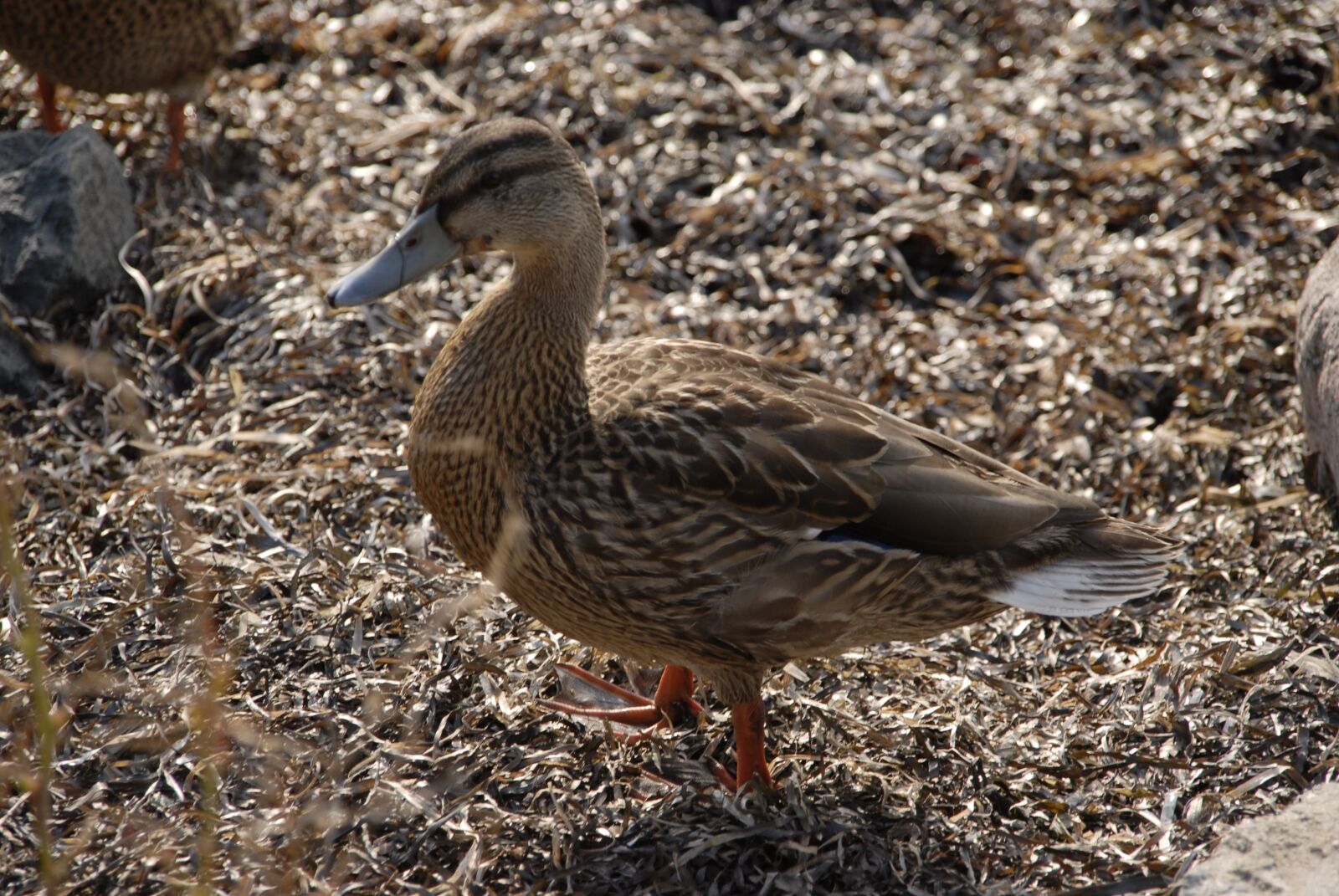 Nikon D200 sample photo. Duck, bird, animal photography